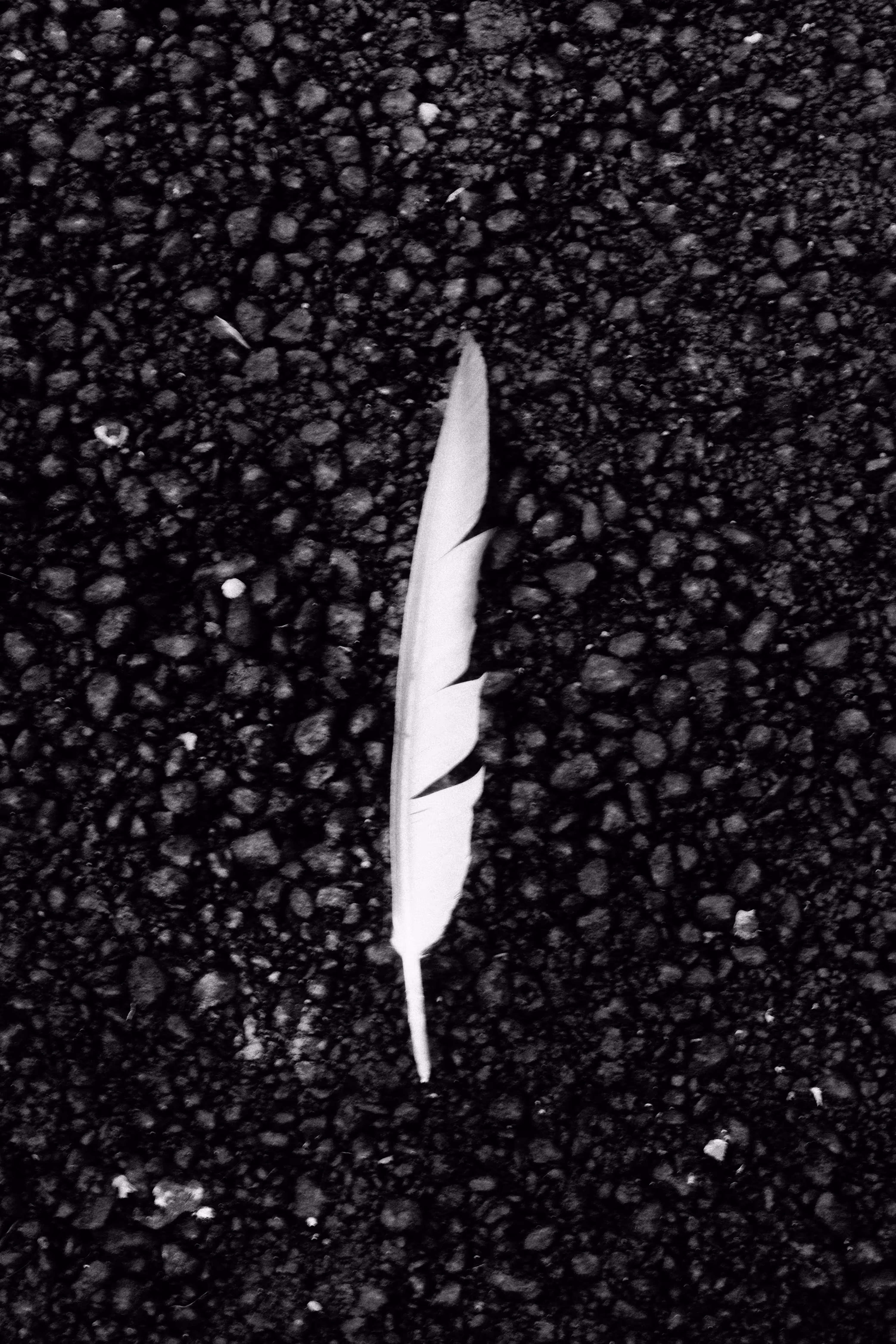 LONELY FEATHER 