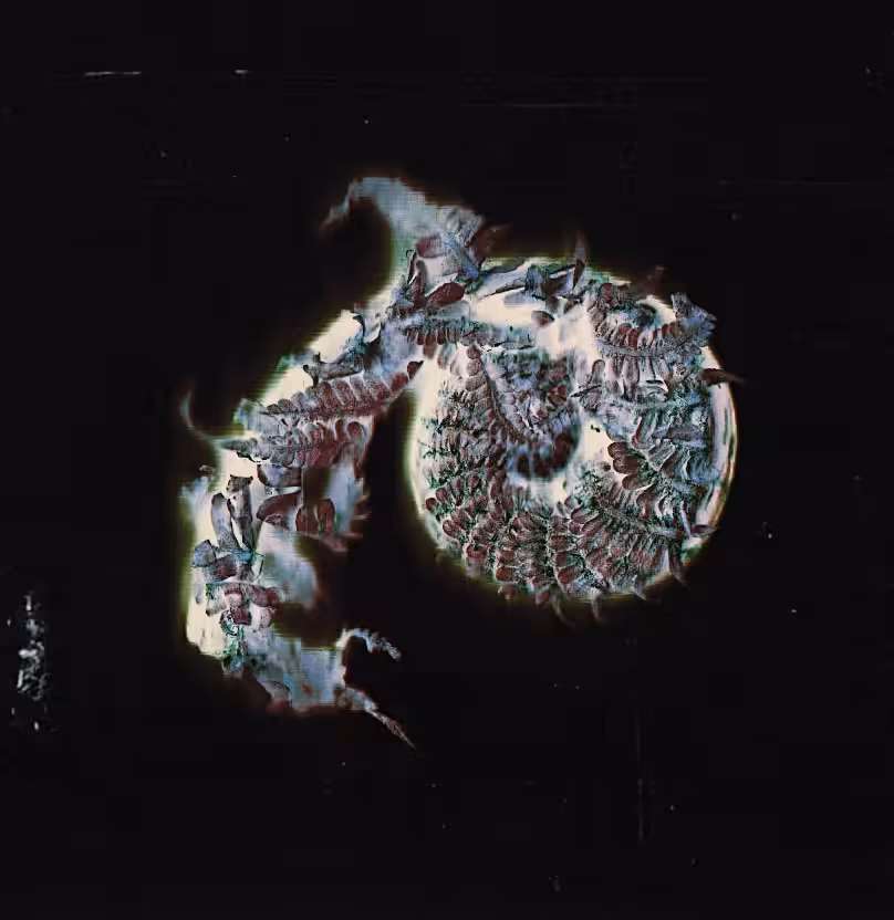 Embryo