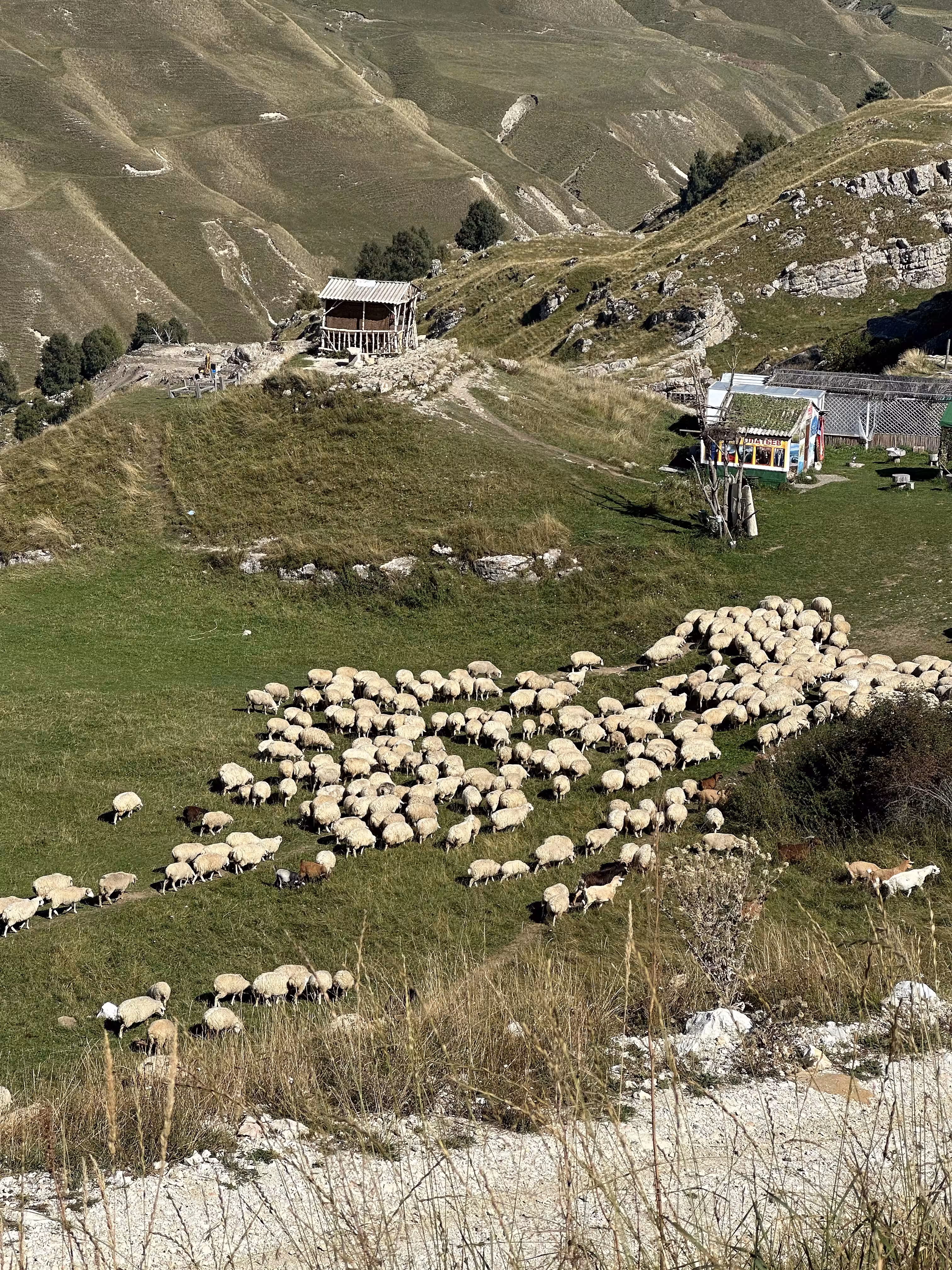 Valley of sheep