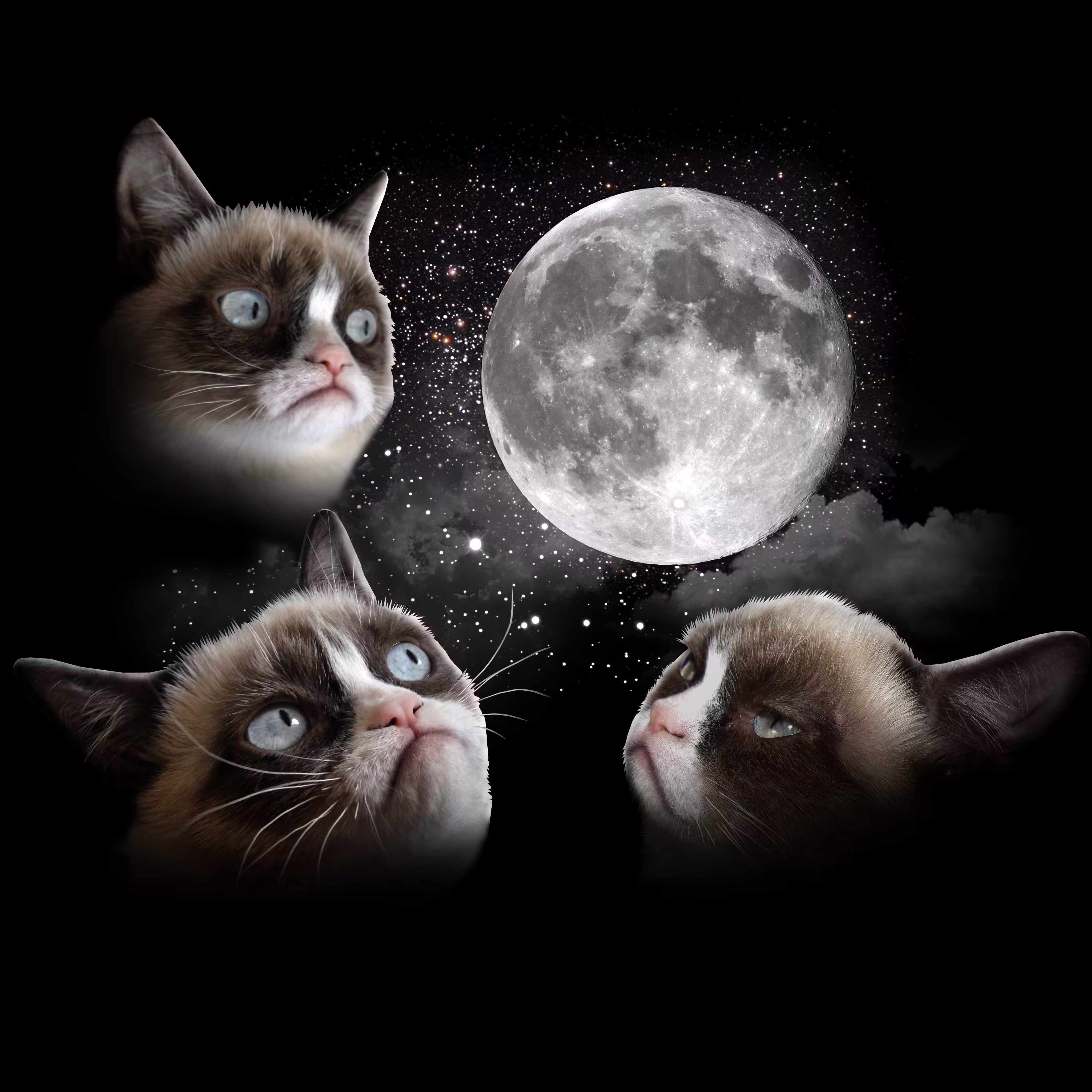 Three Grumpy Cat Moon