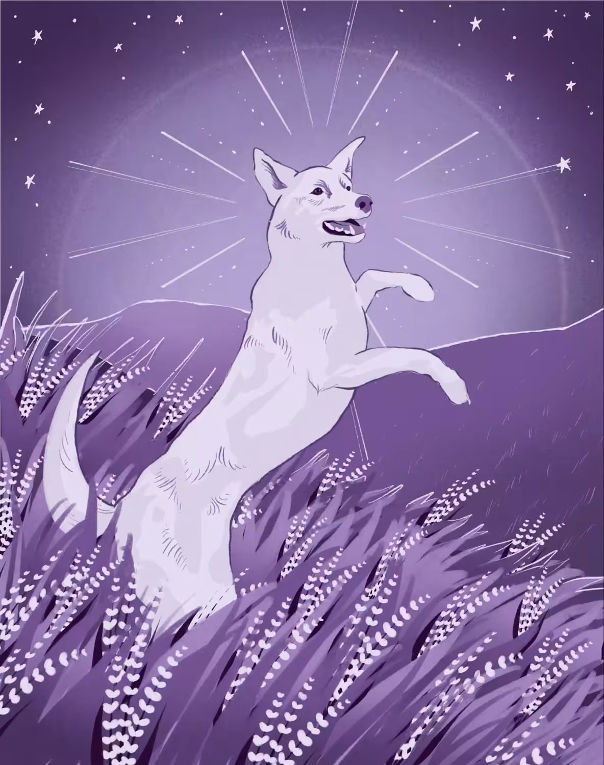 Lavender Guide