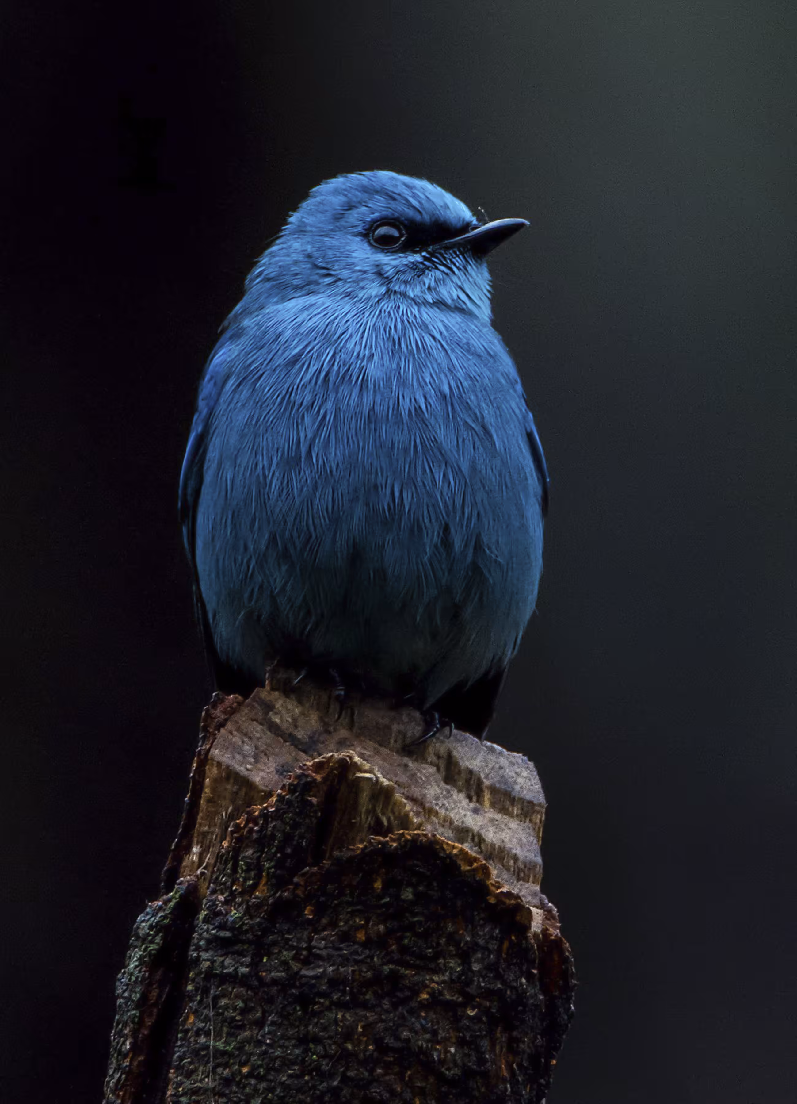 Verditer Flycatcher