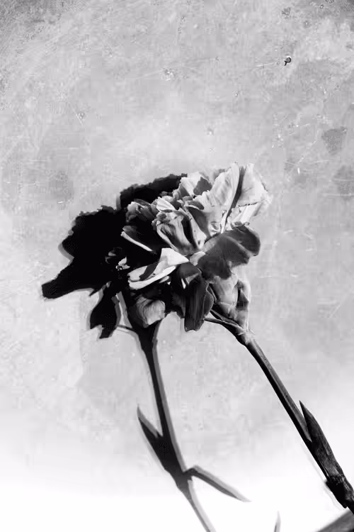 Shadow Carnation