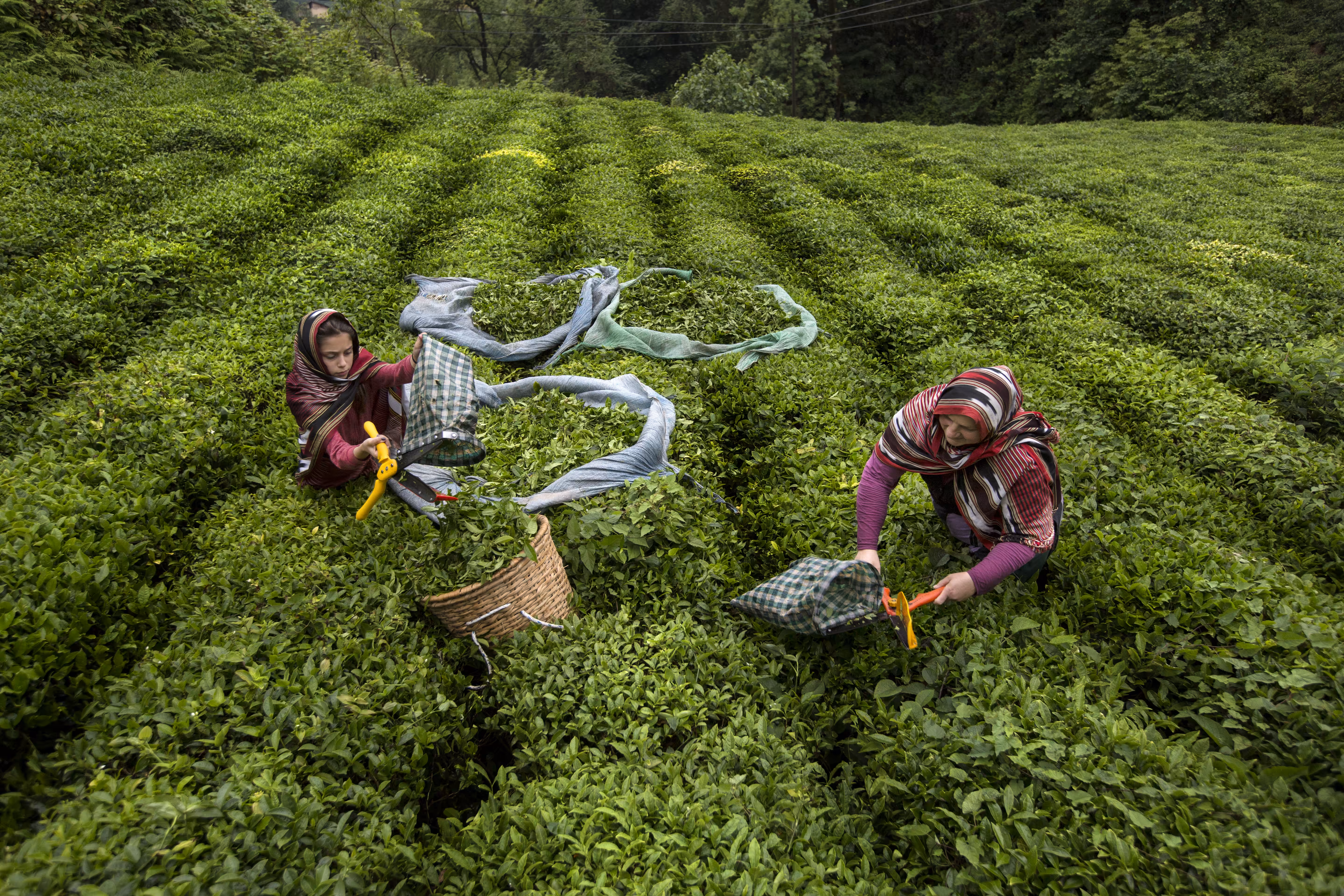 The Tea Time #1