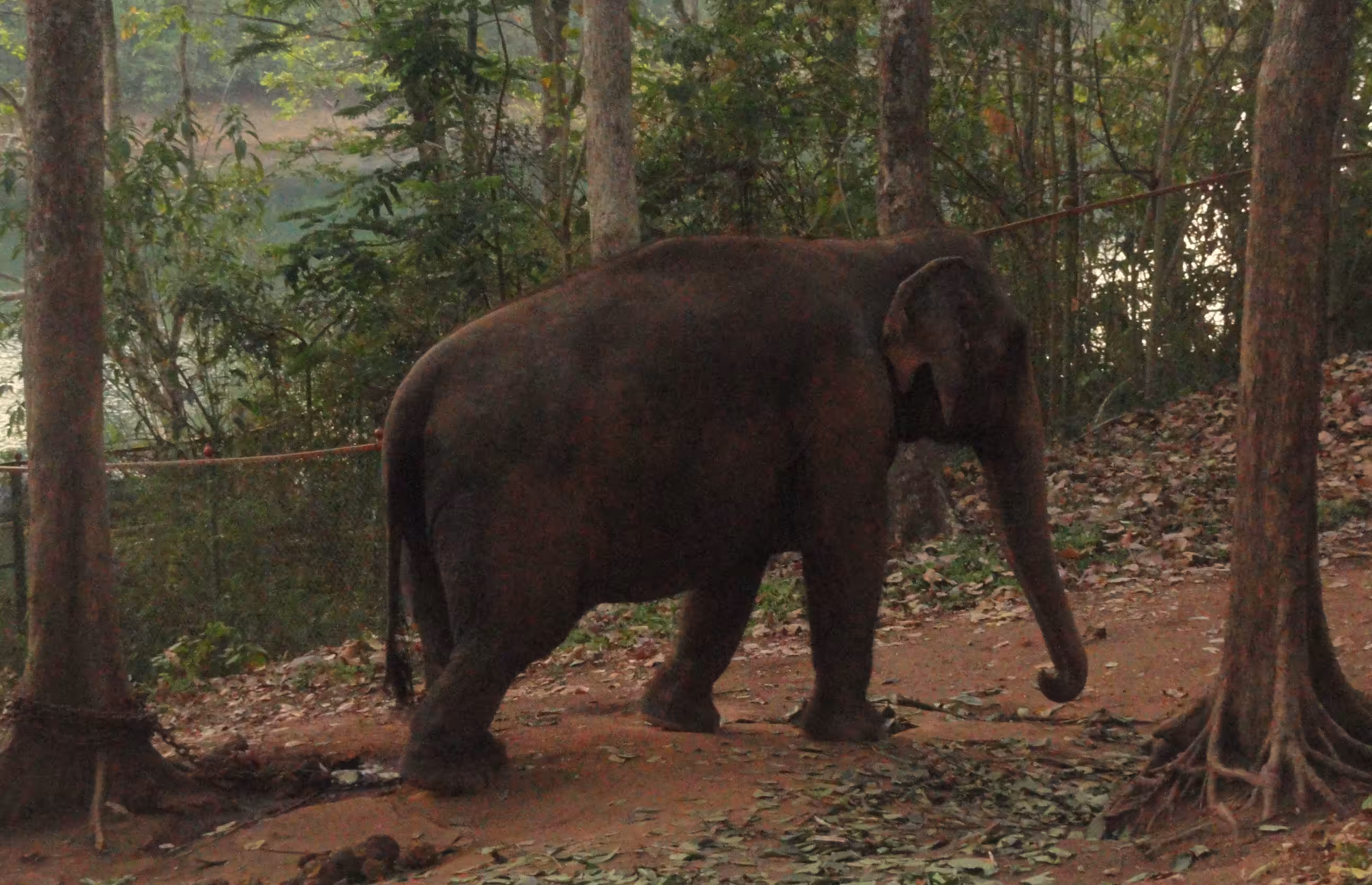 🐘 Searching Something