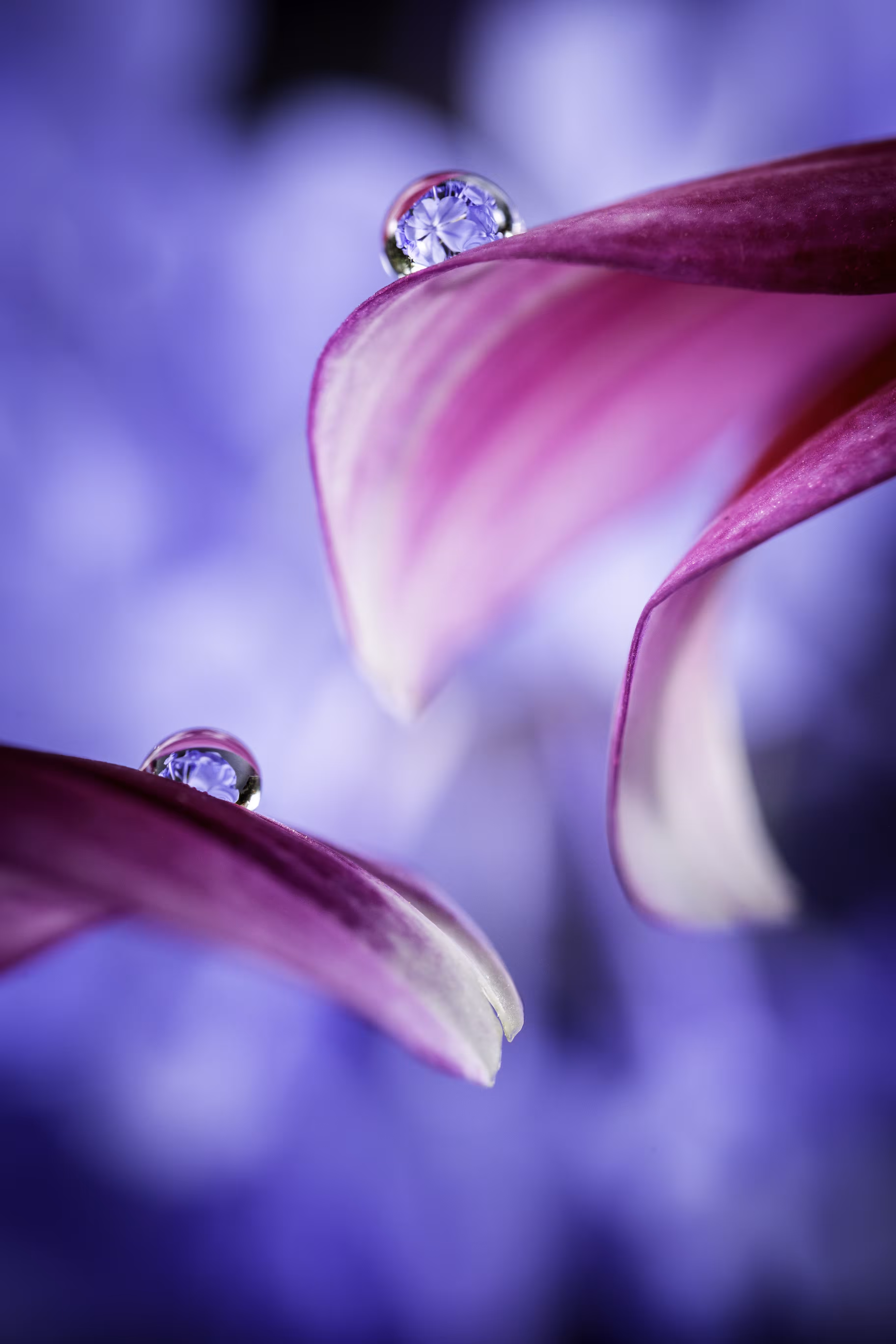 Blueberry Sorbet