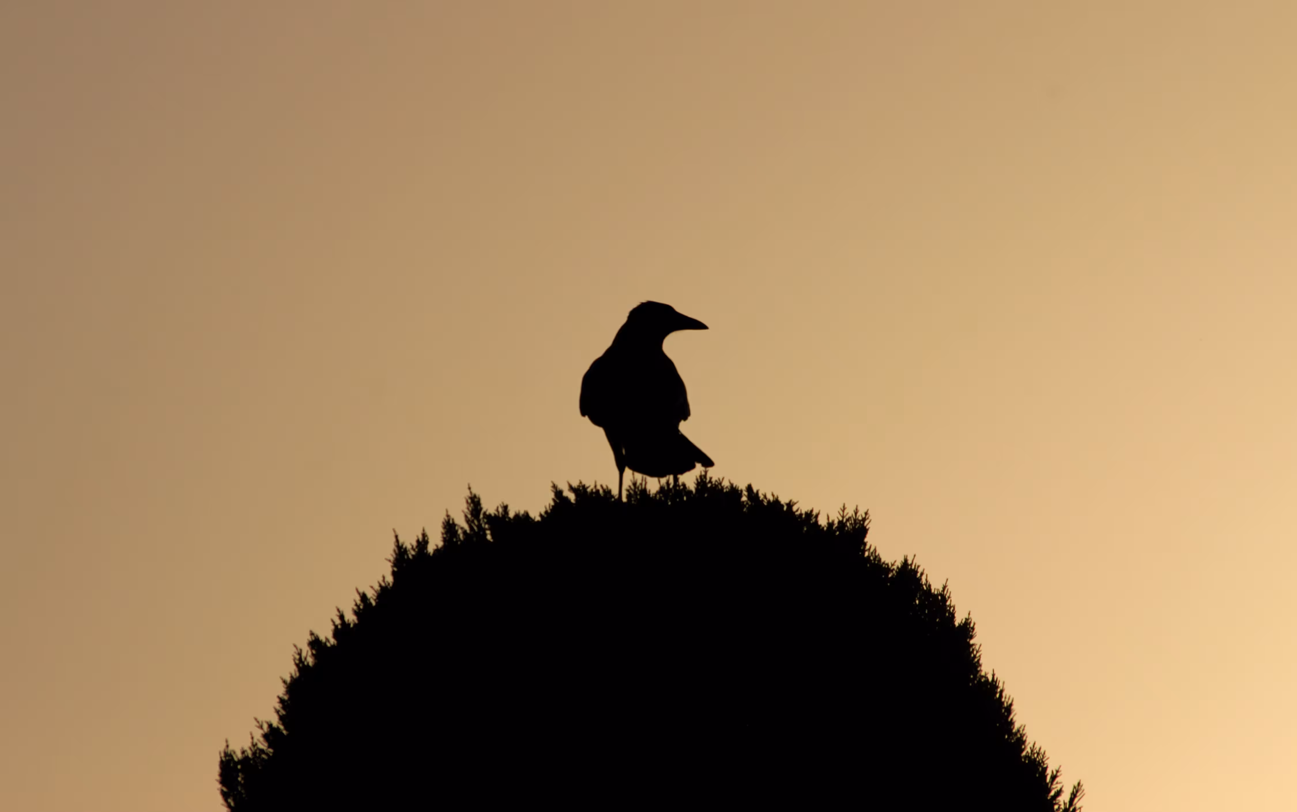 The Last Light