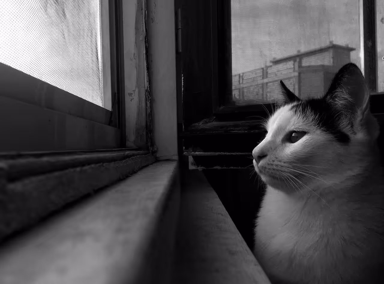 Photography (cats): Bella .