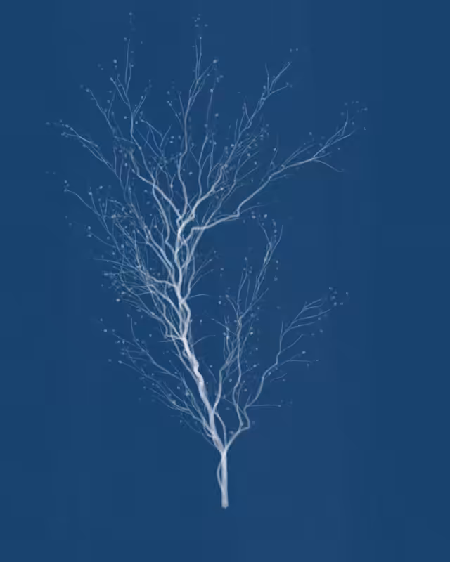Cyanotypes #121