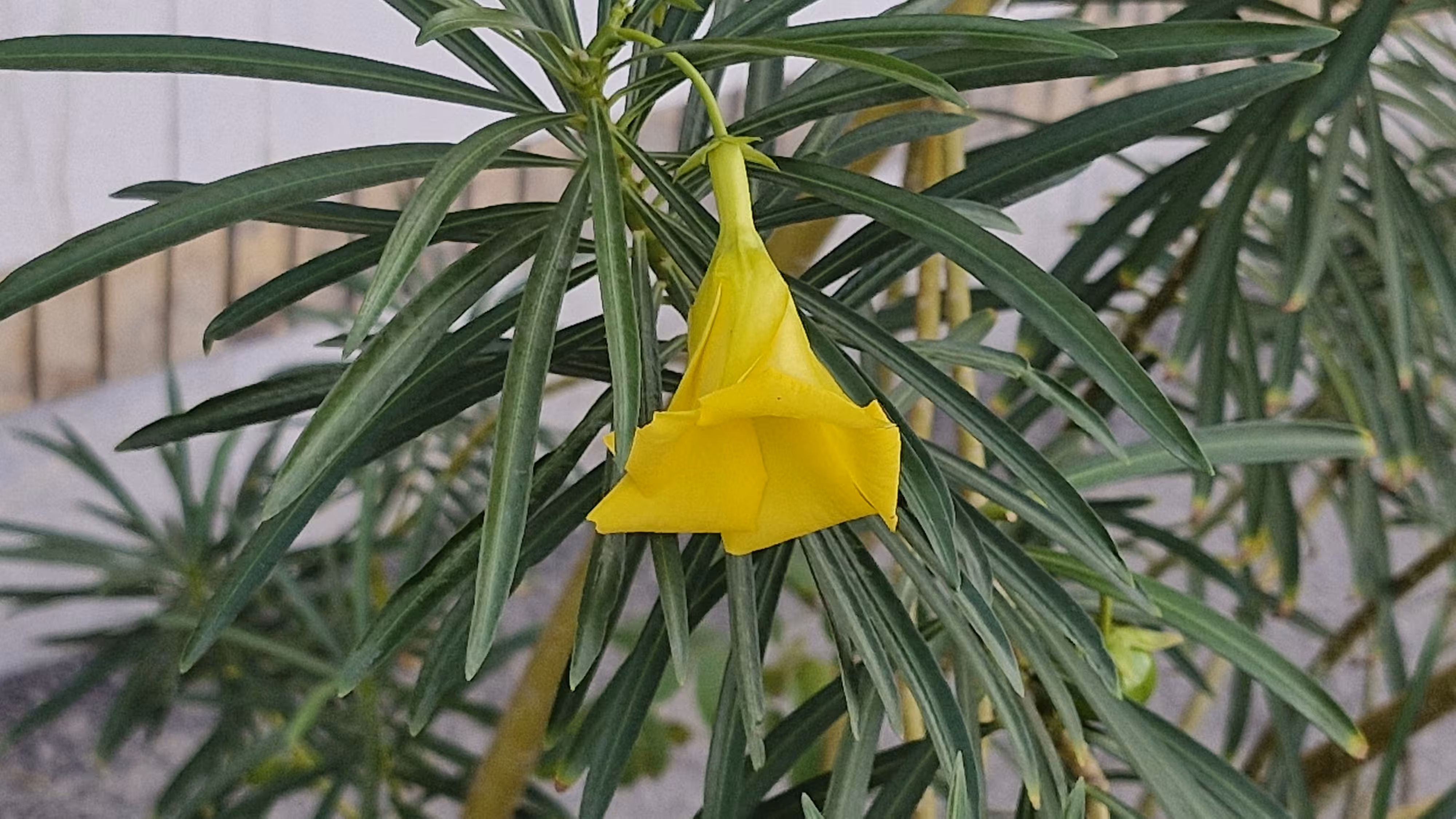 Golden Whisper in Green