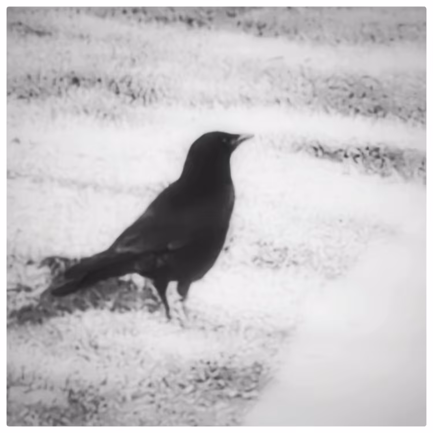 The Bird