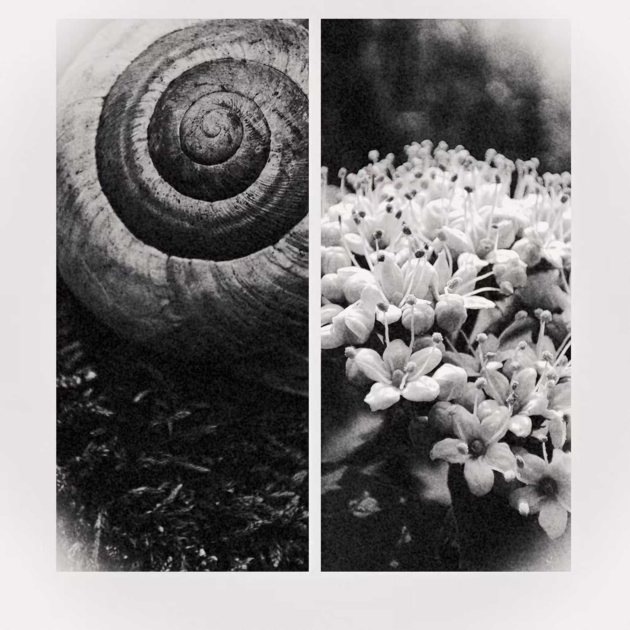 Nature Textures #4