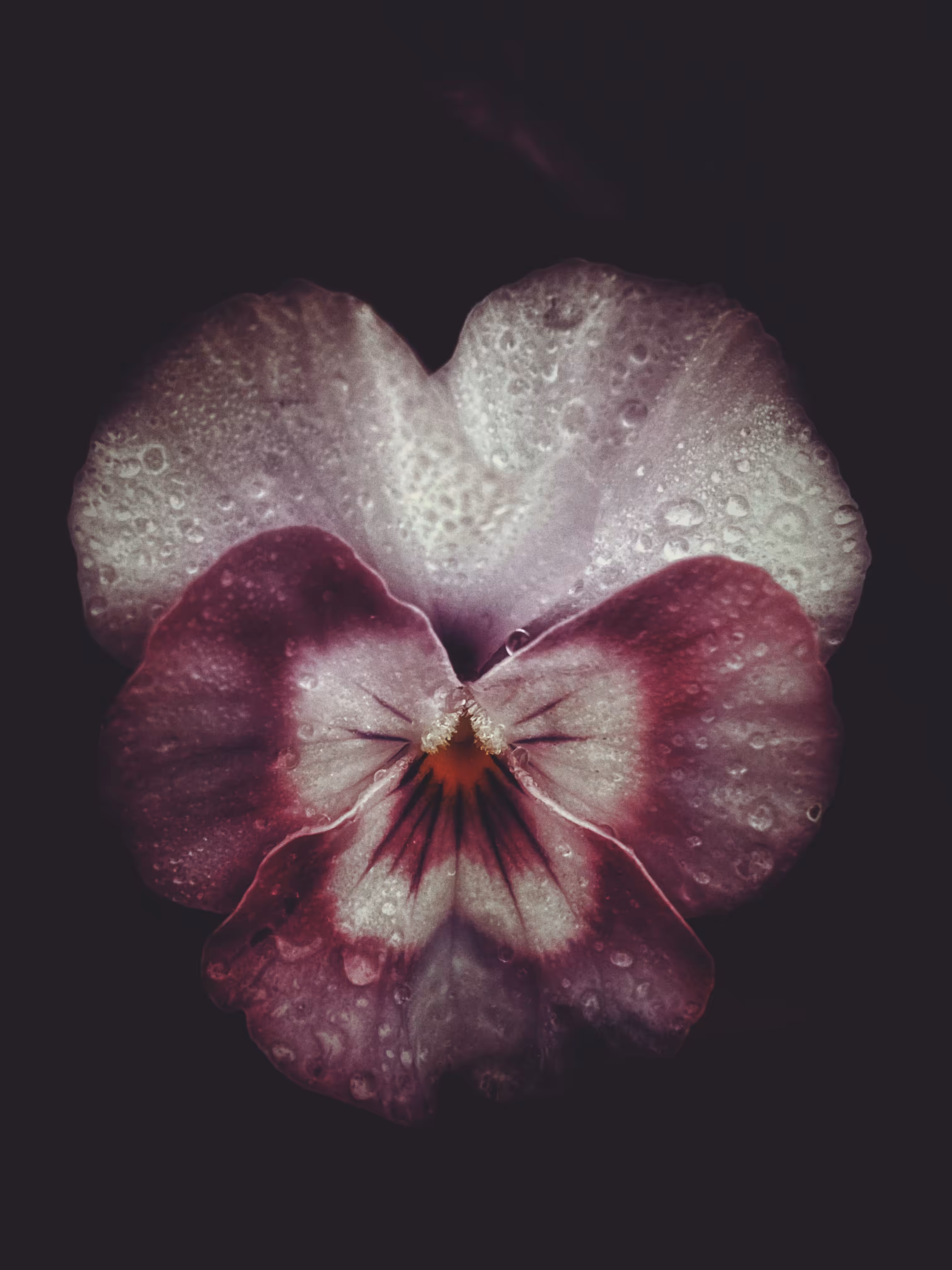 Dark Affection 