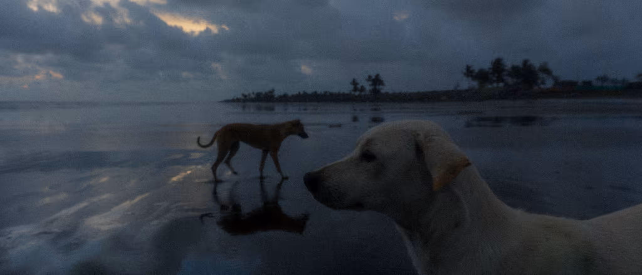 Paw-to-Paw