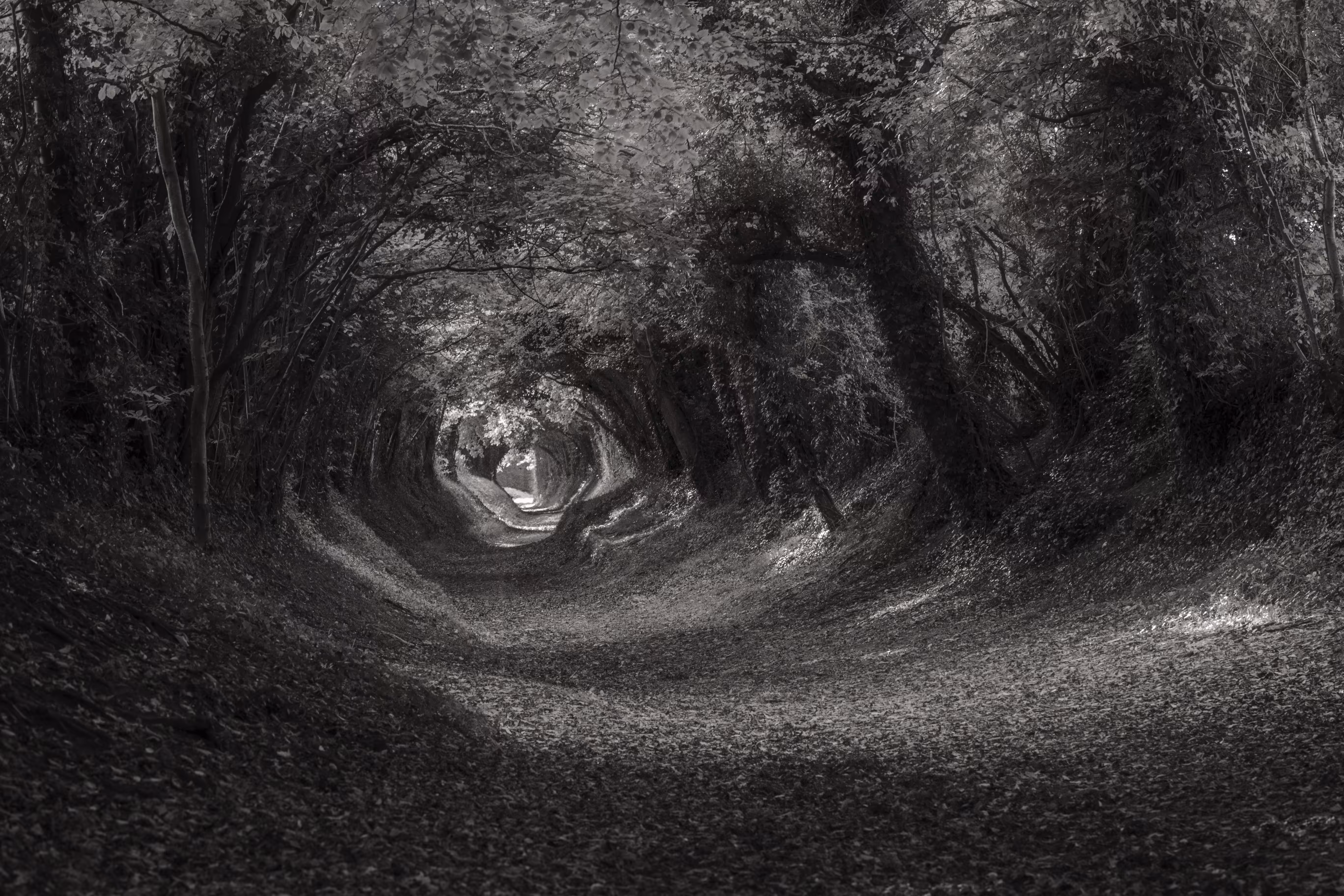 Tree tunnel