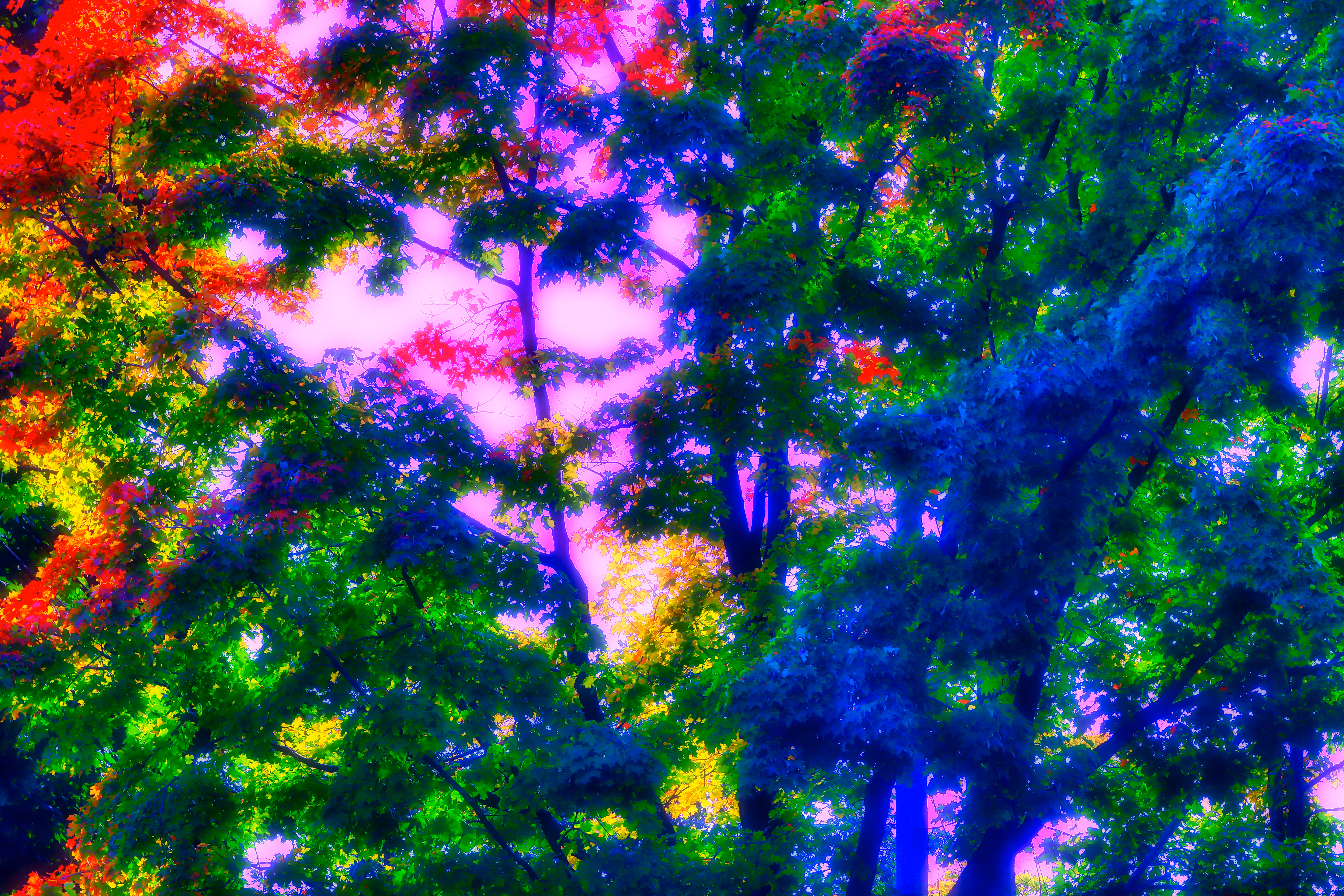 2022: Colorful Trees