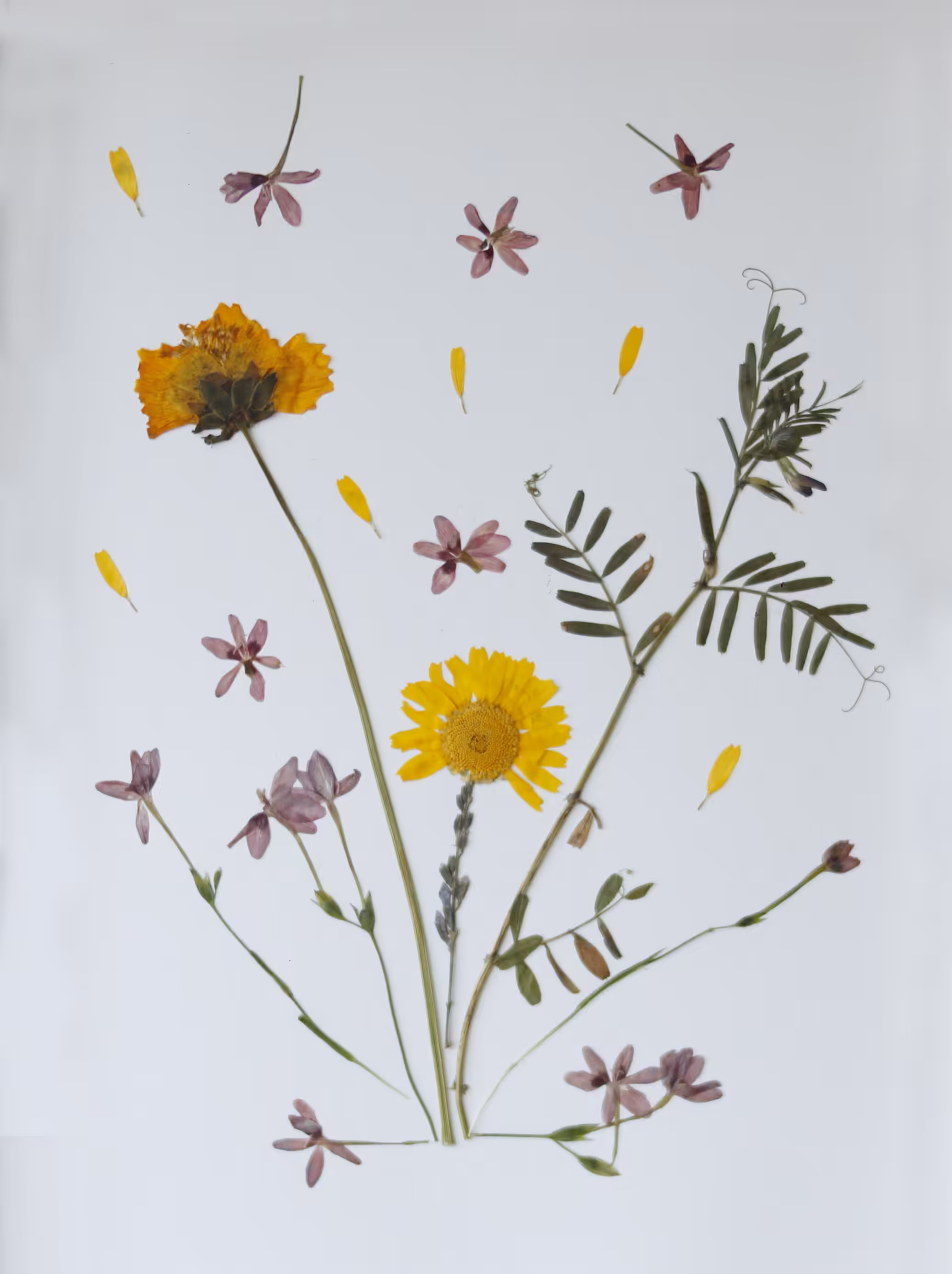 Primavera salvaje