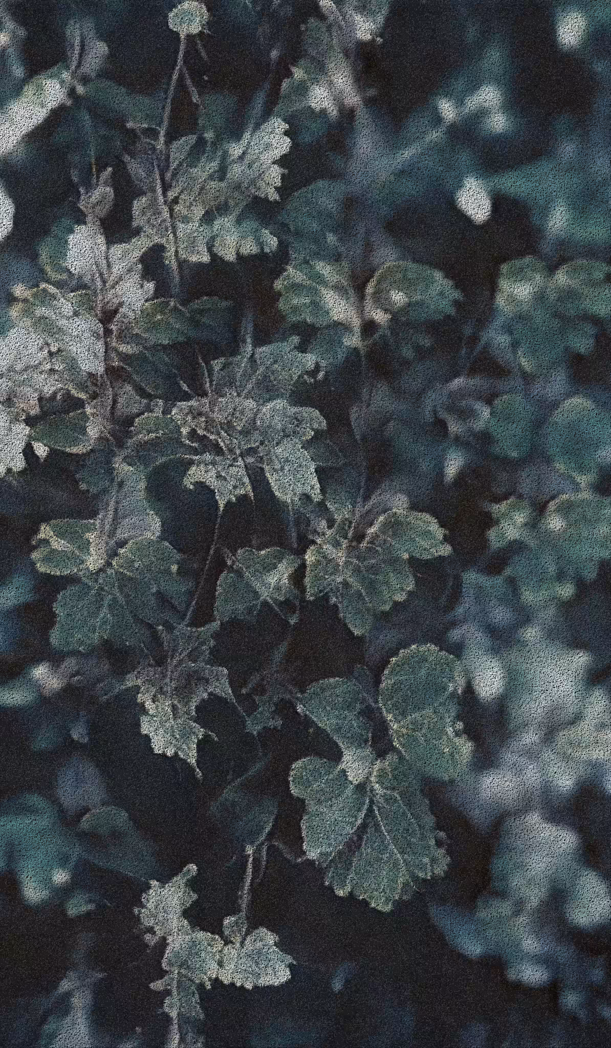 APPARATUS-VITIS: Apparatus Vitis #59