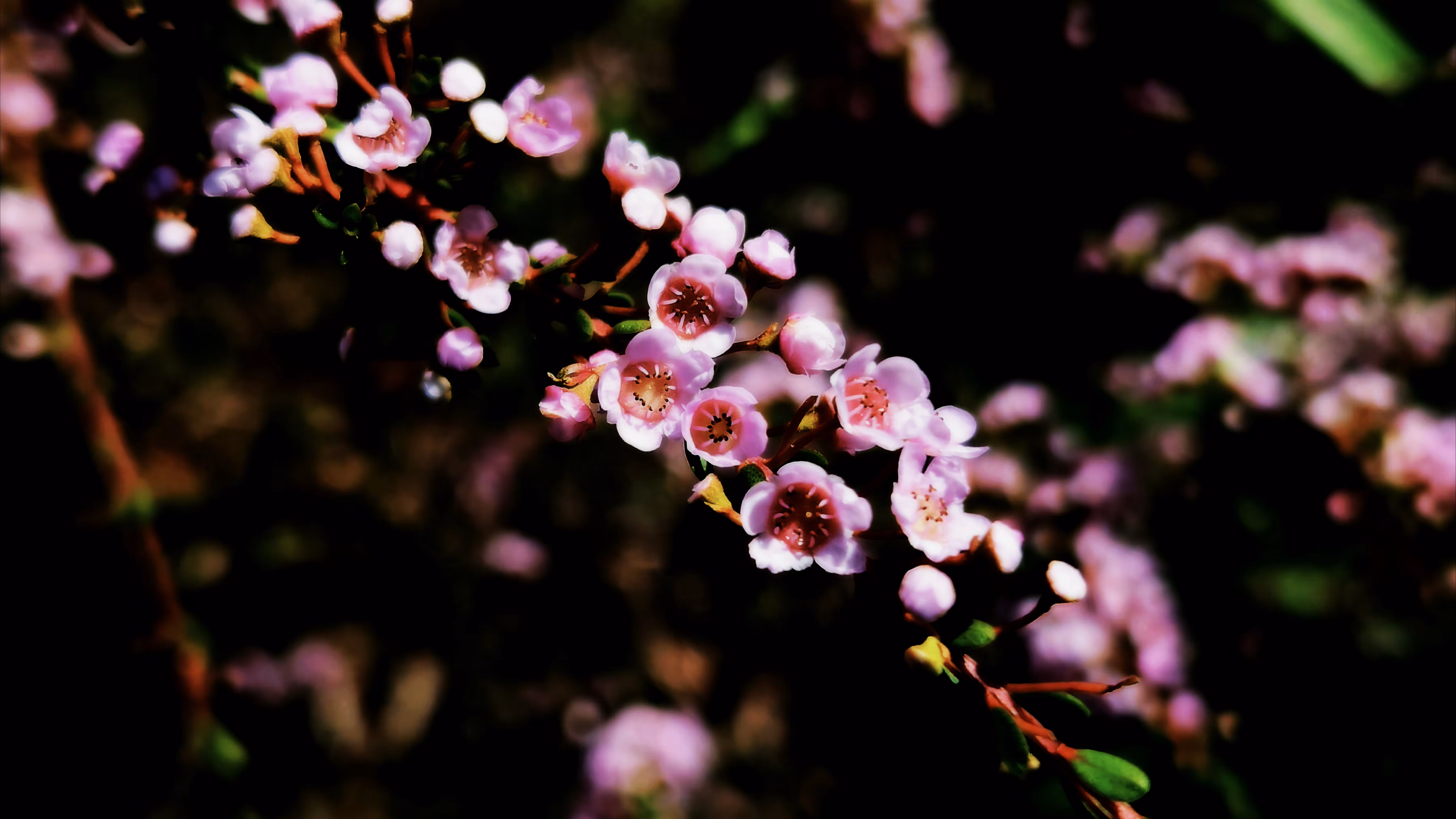Bloom Between Shadows