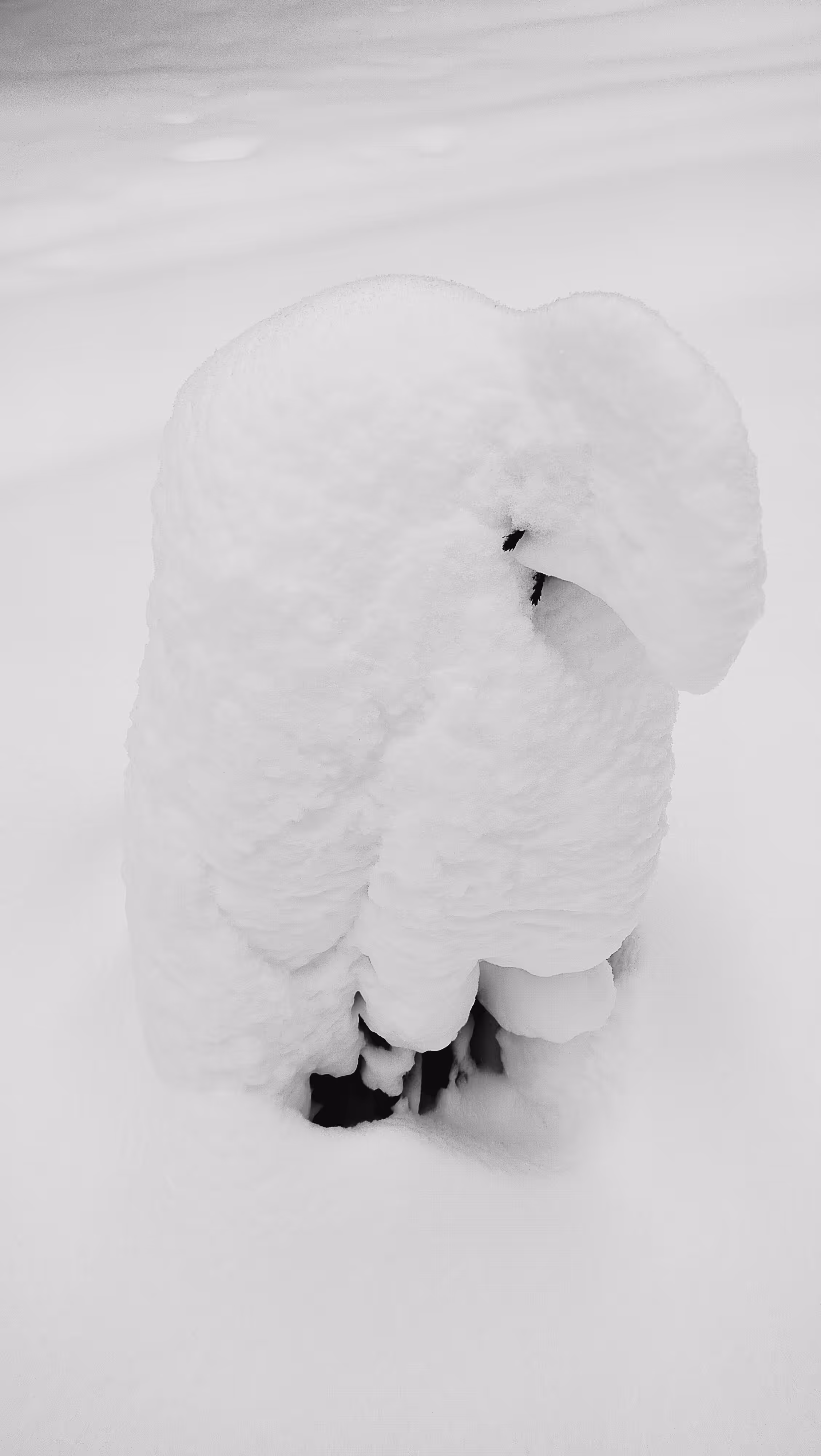 Photos: A spruce tree blanketed in snow
