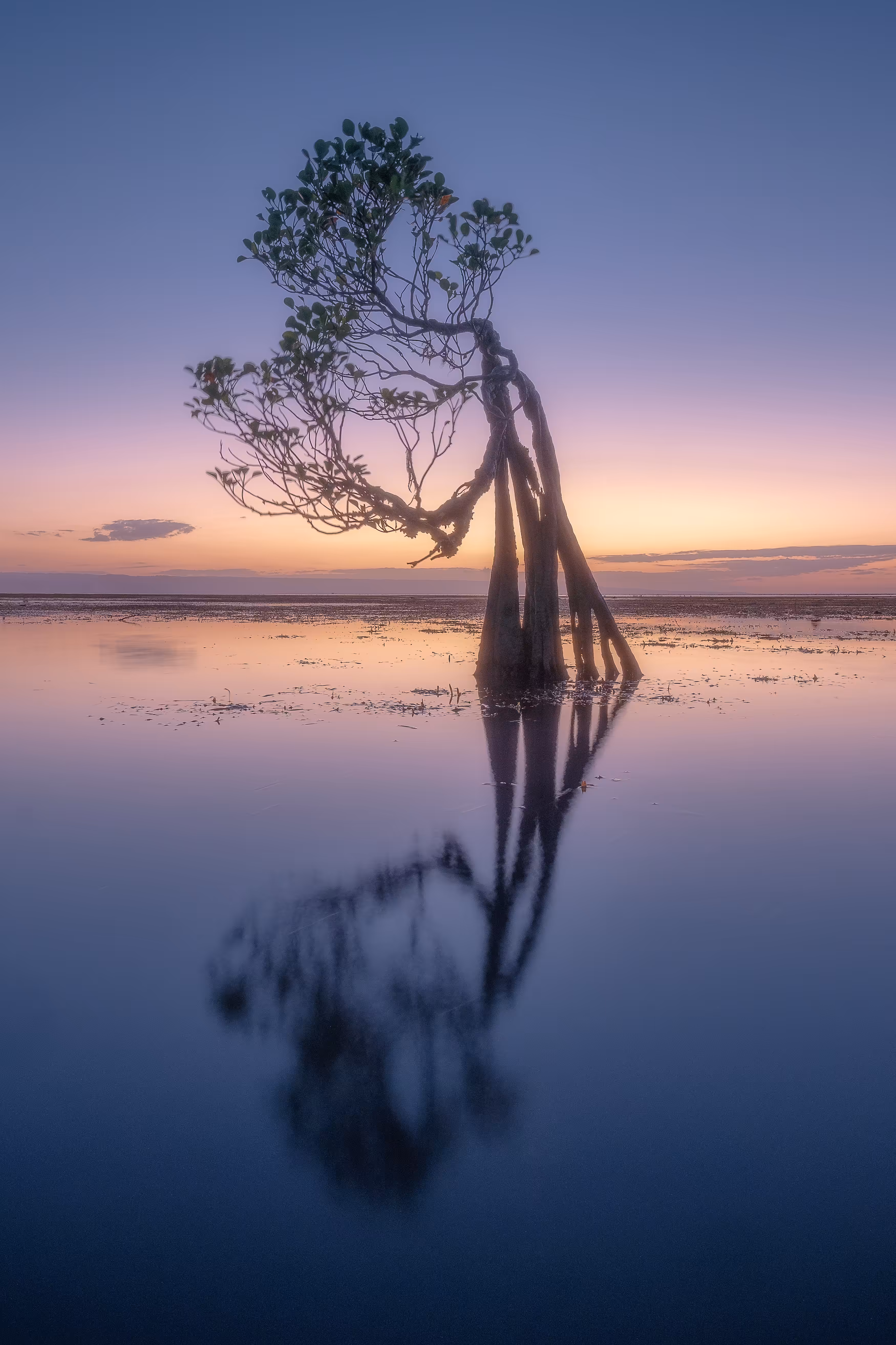 'Dancing Trees - The Dreamers'
