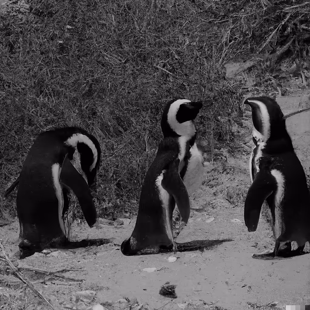 Penguins in the Desert!