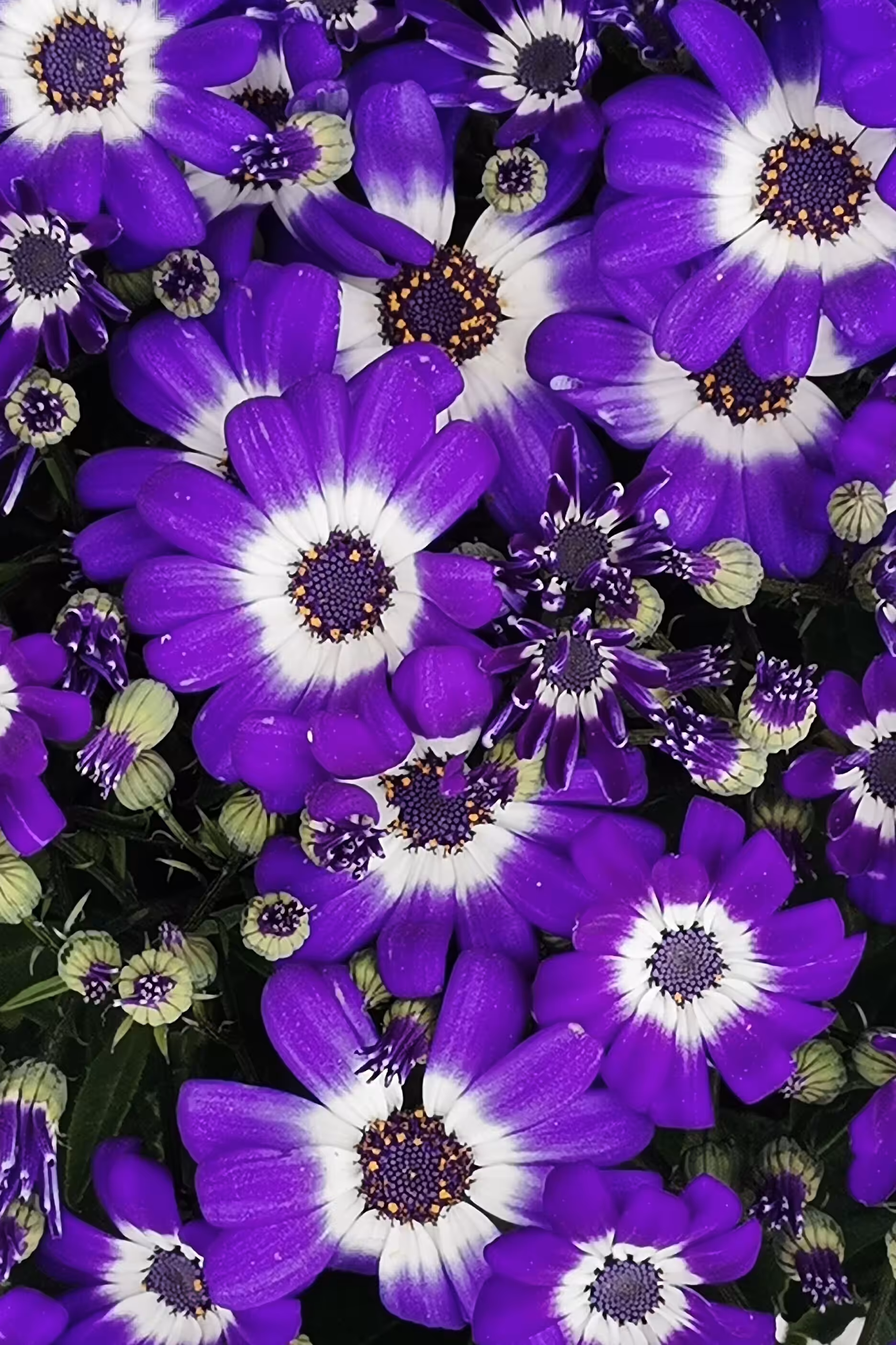 Flowers #4