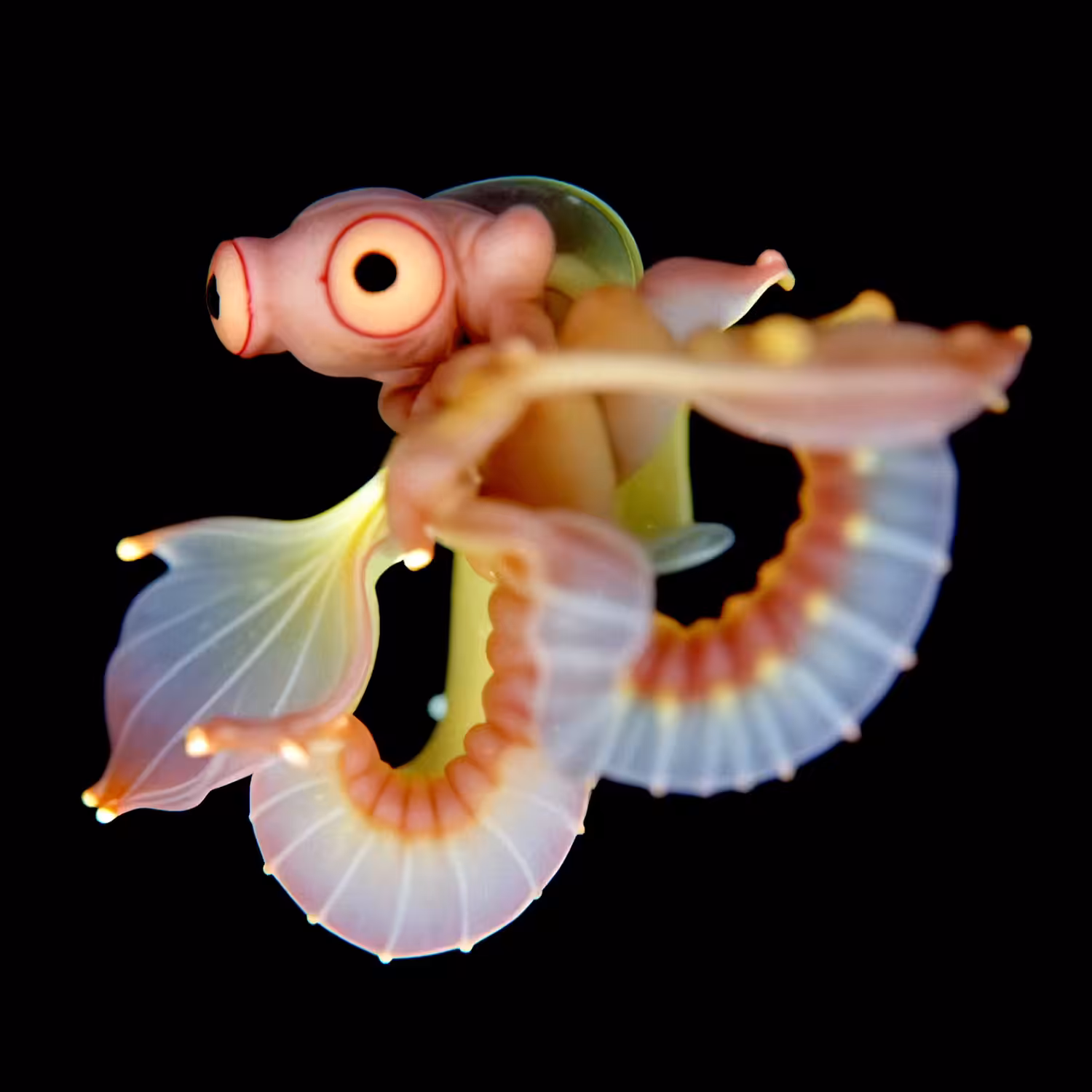 Vividus Floris