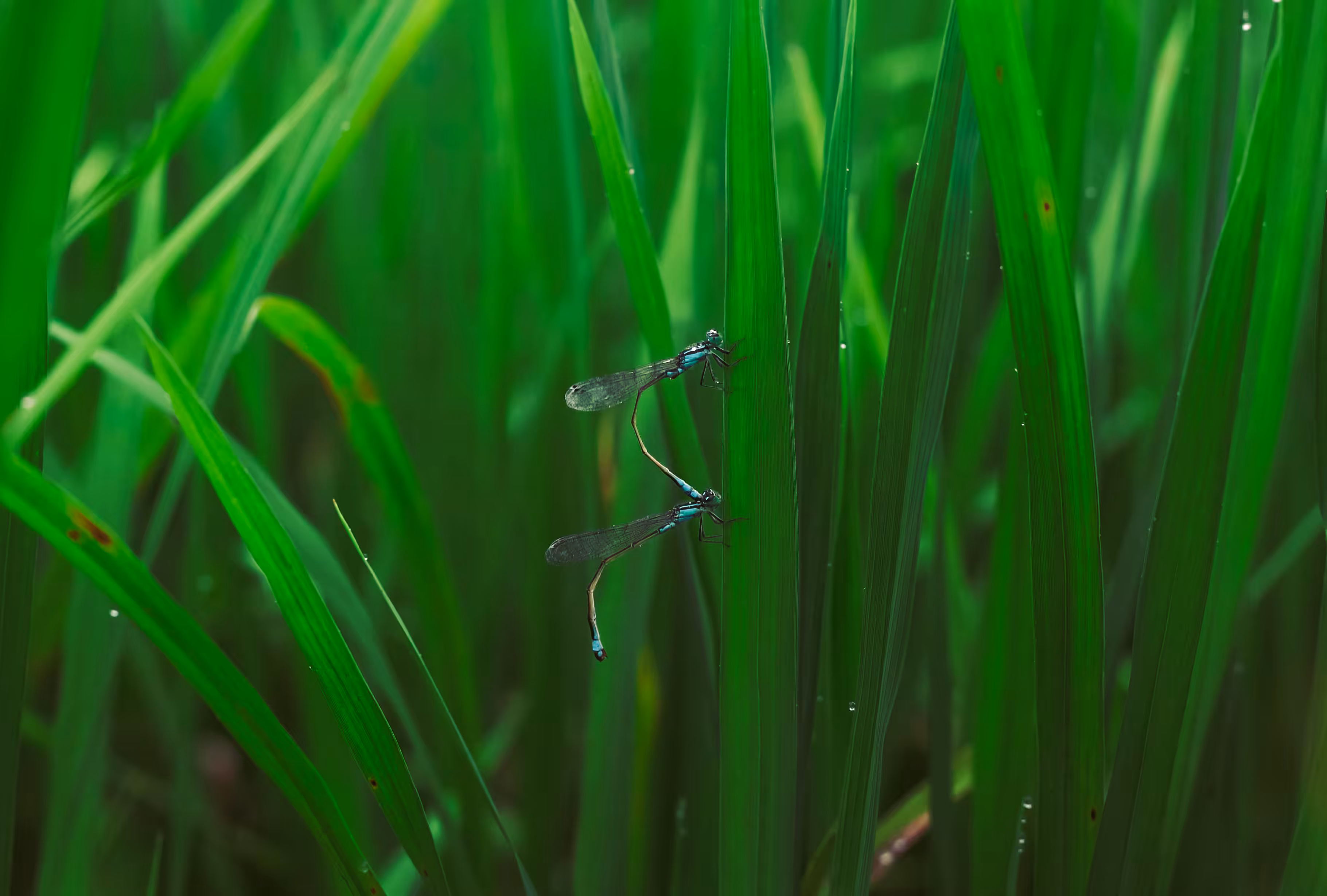 Love Amid the Greenery