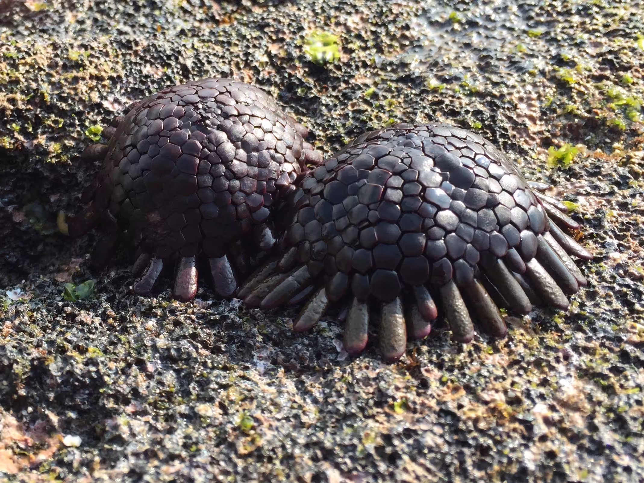 Sea Creatures
