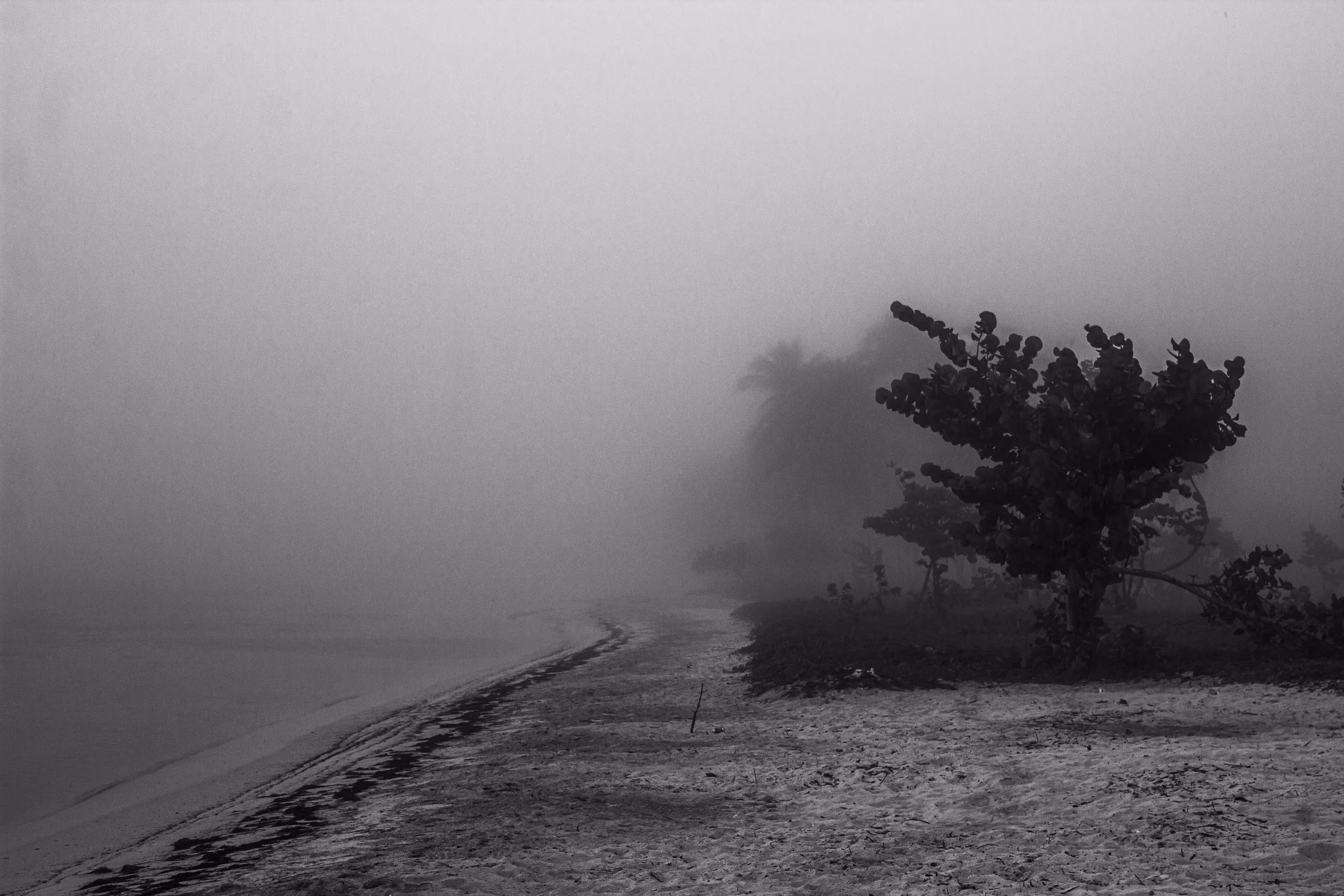 In the Mist