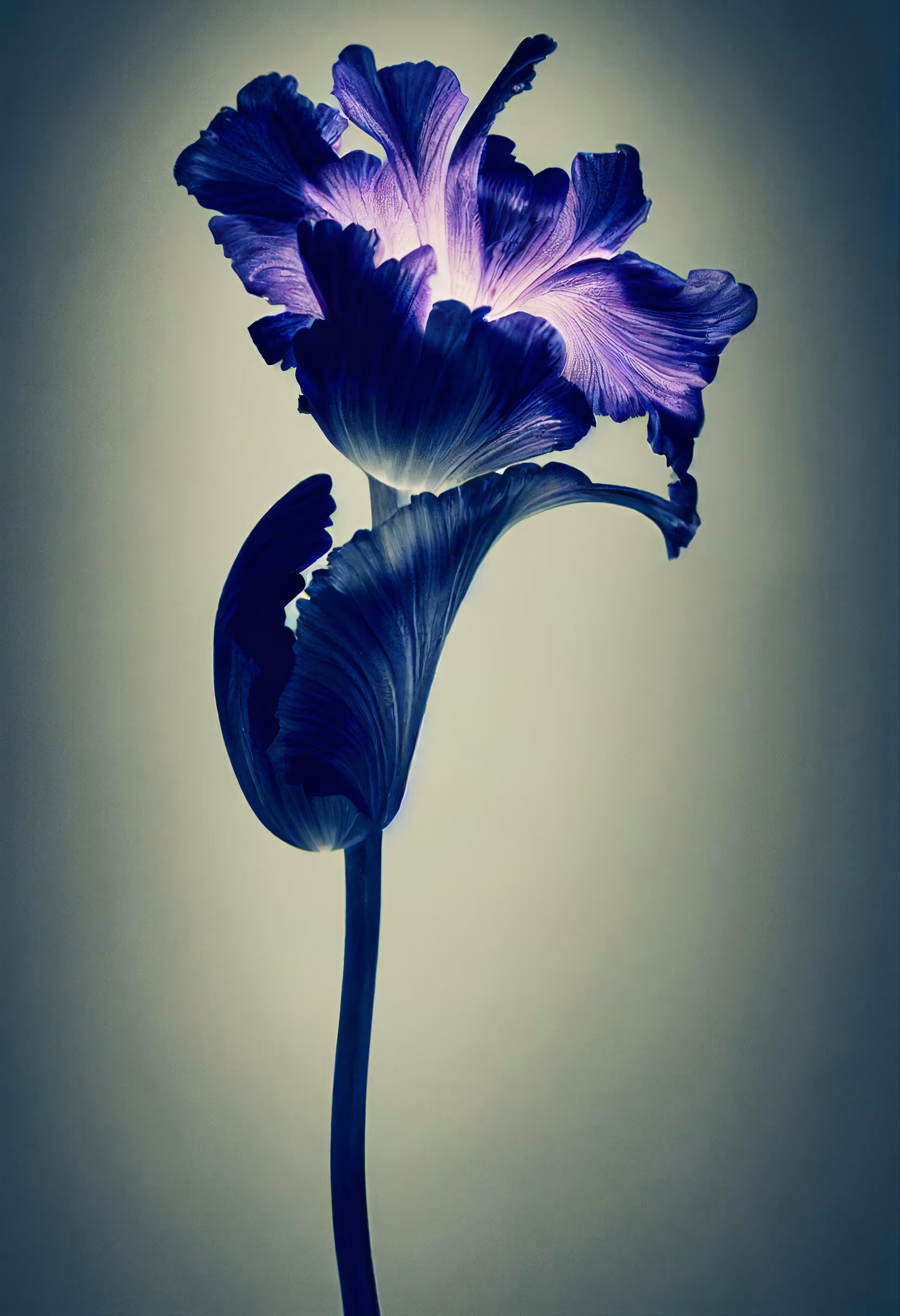 A Flower, Just For You. #83