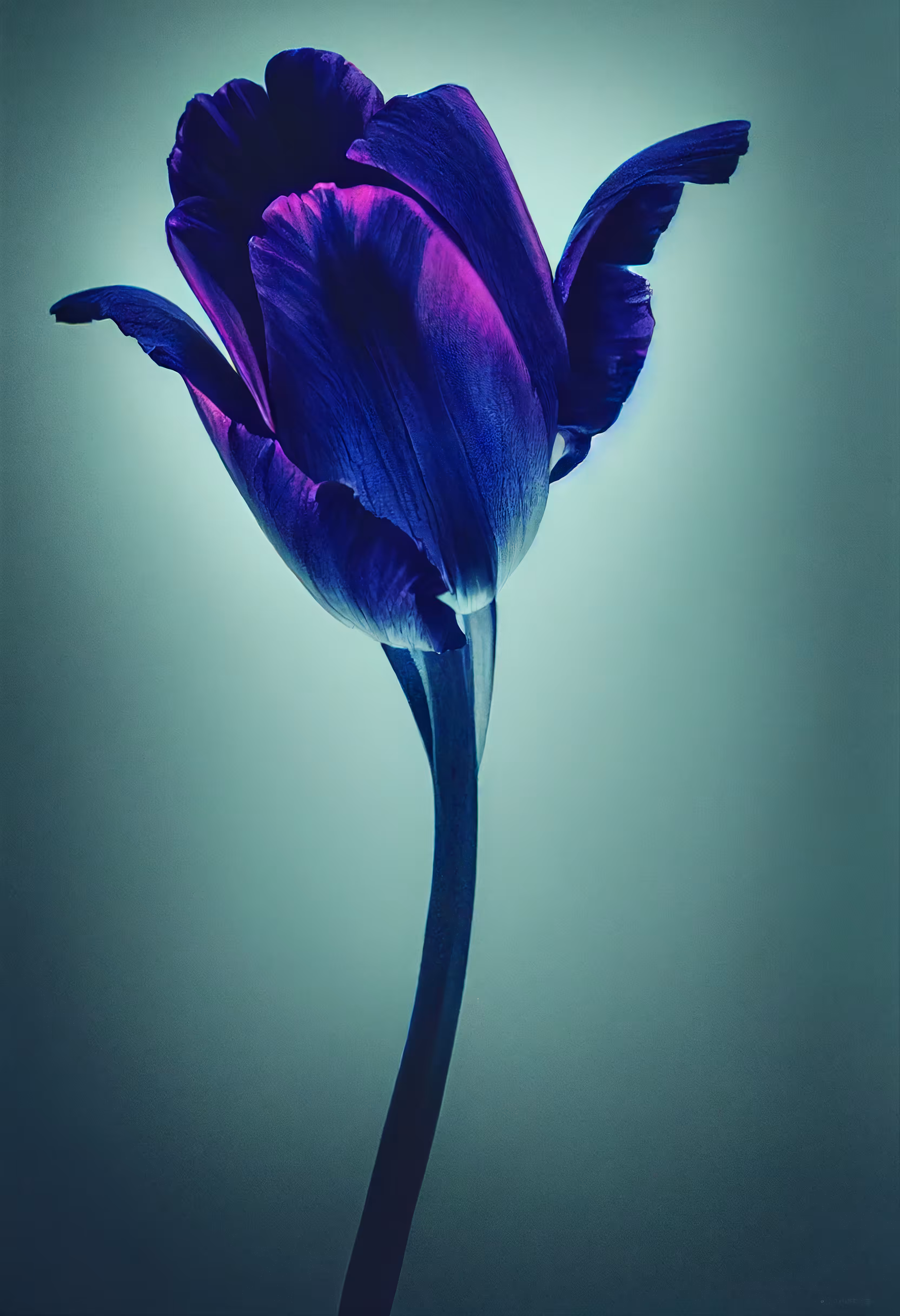 A Flower, Just For You. #177