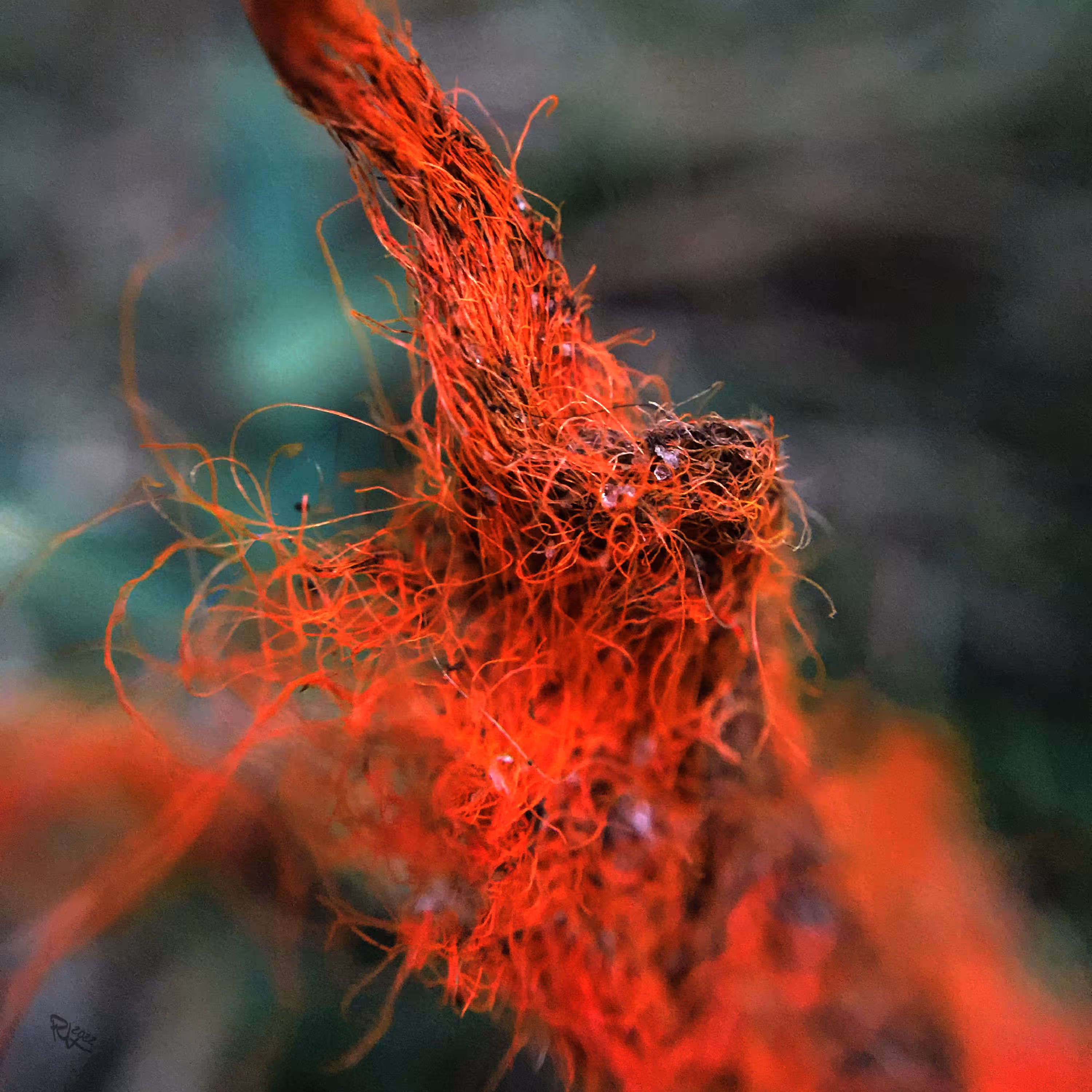 Red Strand