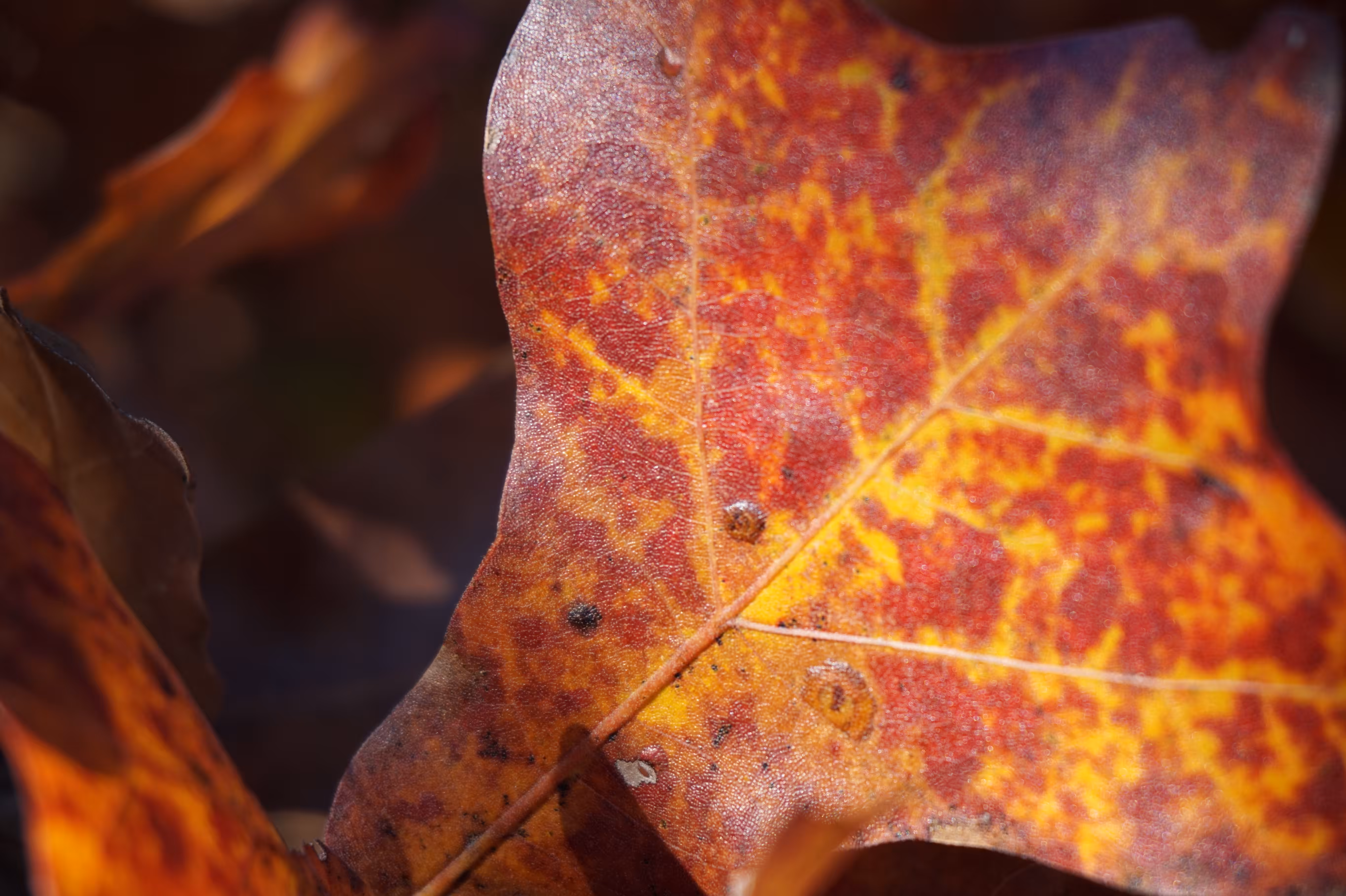 Oak Leaf 1