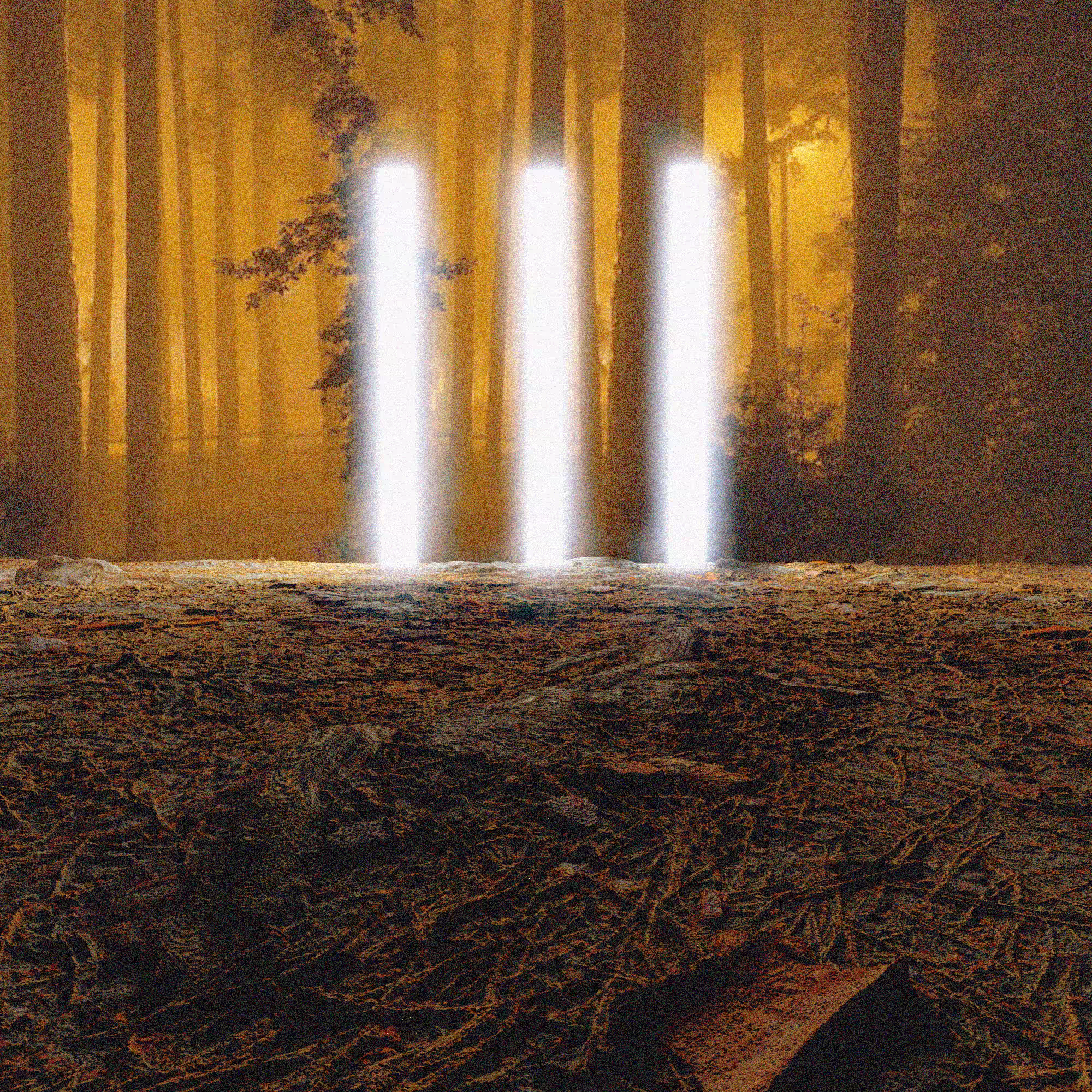 Lights of the forest