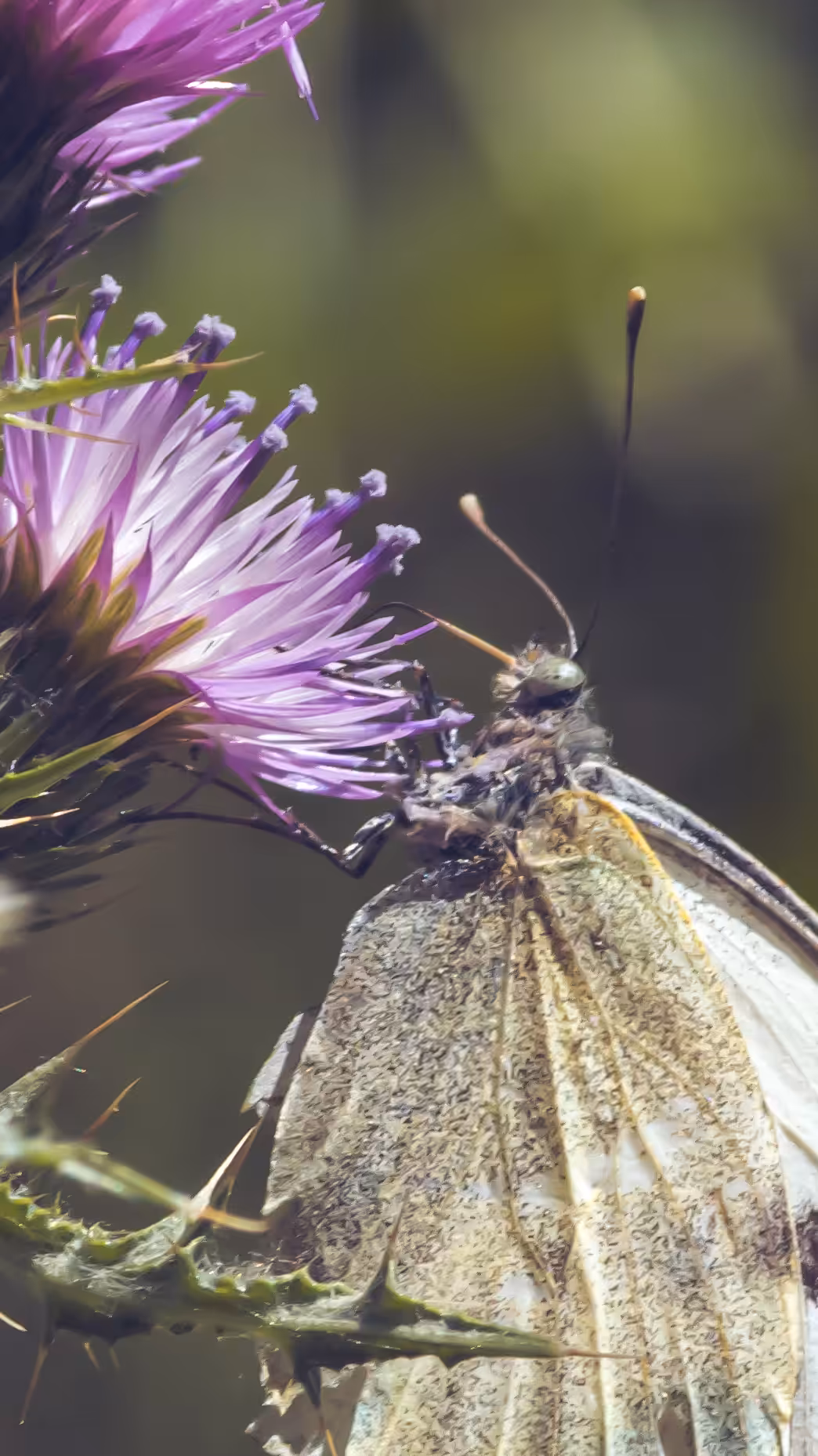 Butterfly #3