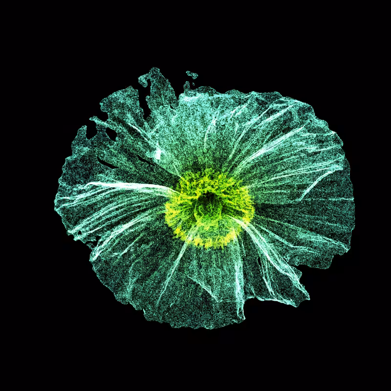 White Poppy 30 #213