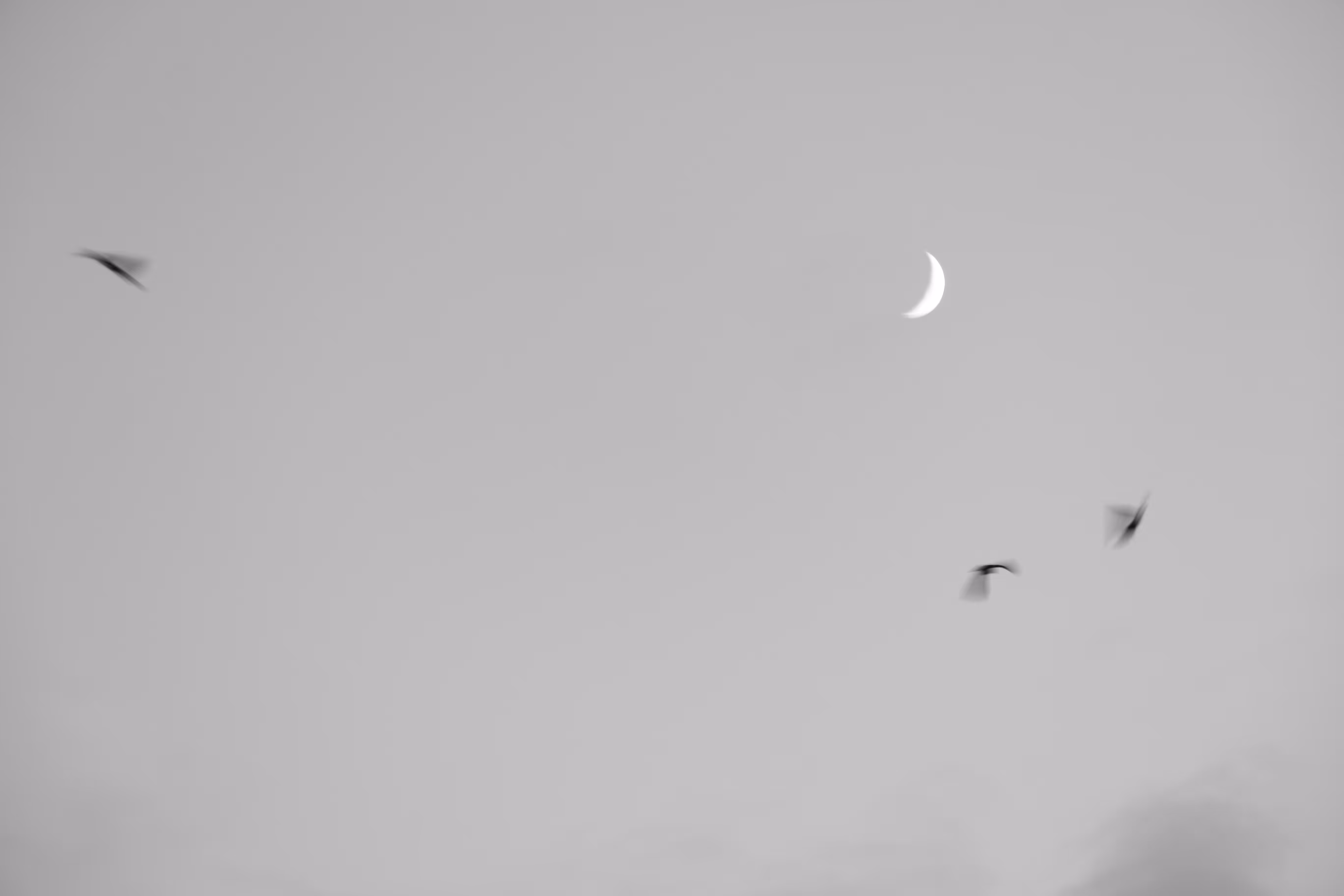 Dance with The Moon