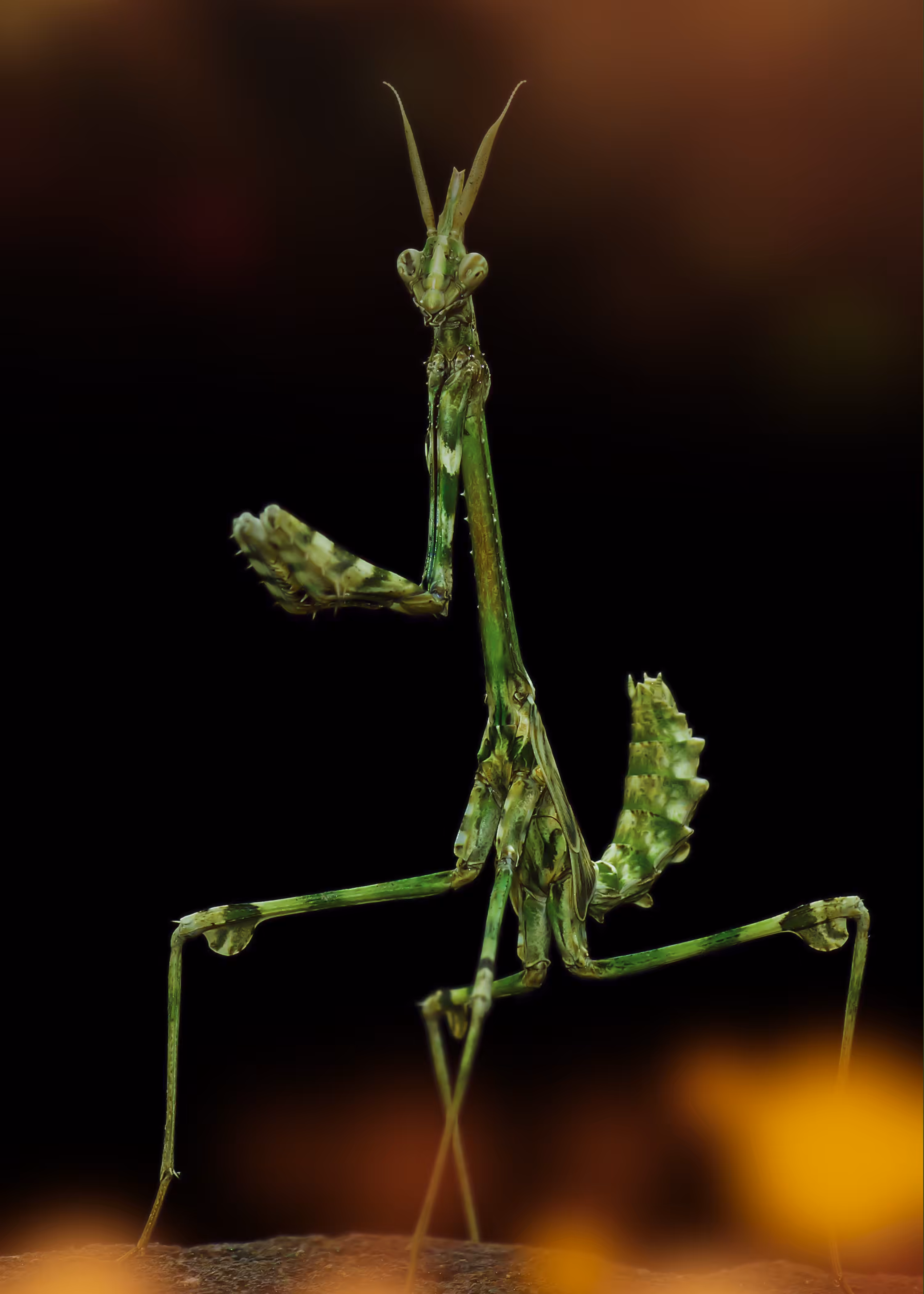 Cone Headed Mantis