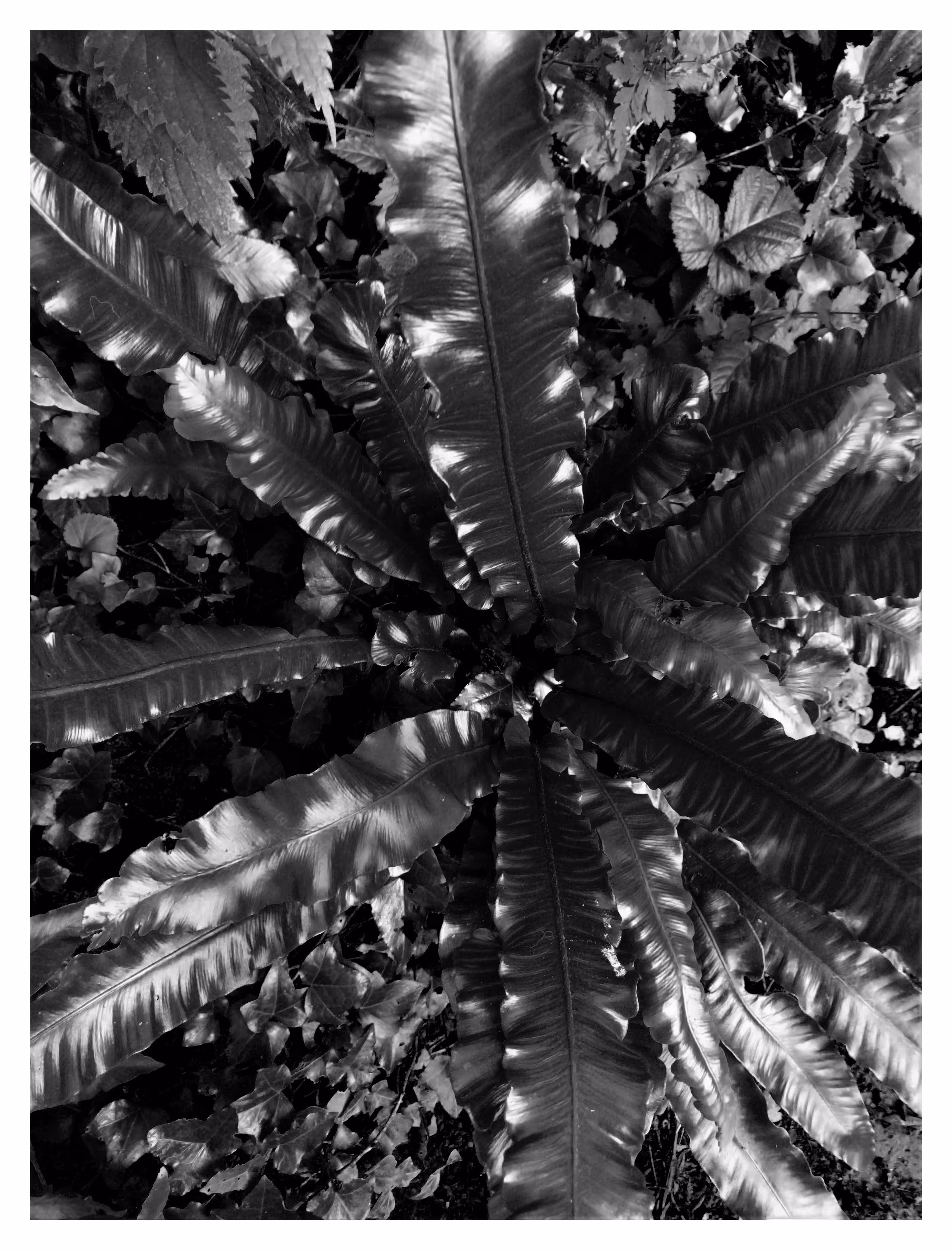 FLORA 1