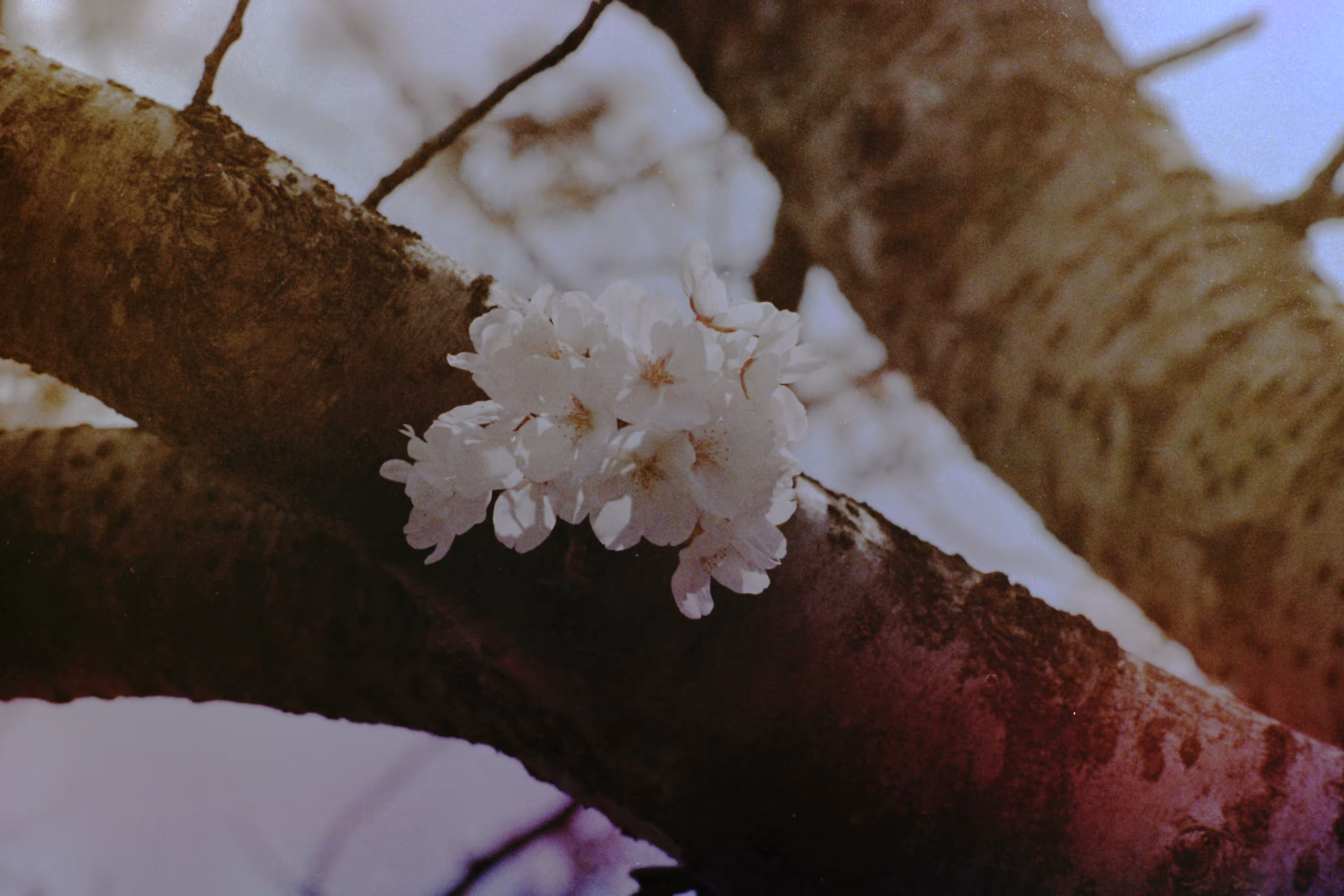 Heaven Series: The World of Film - Beautiful World