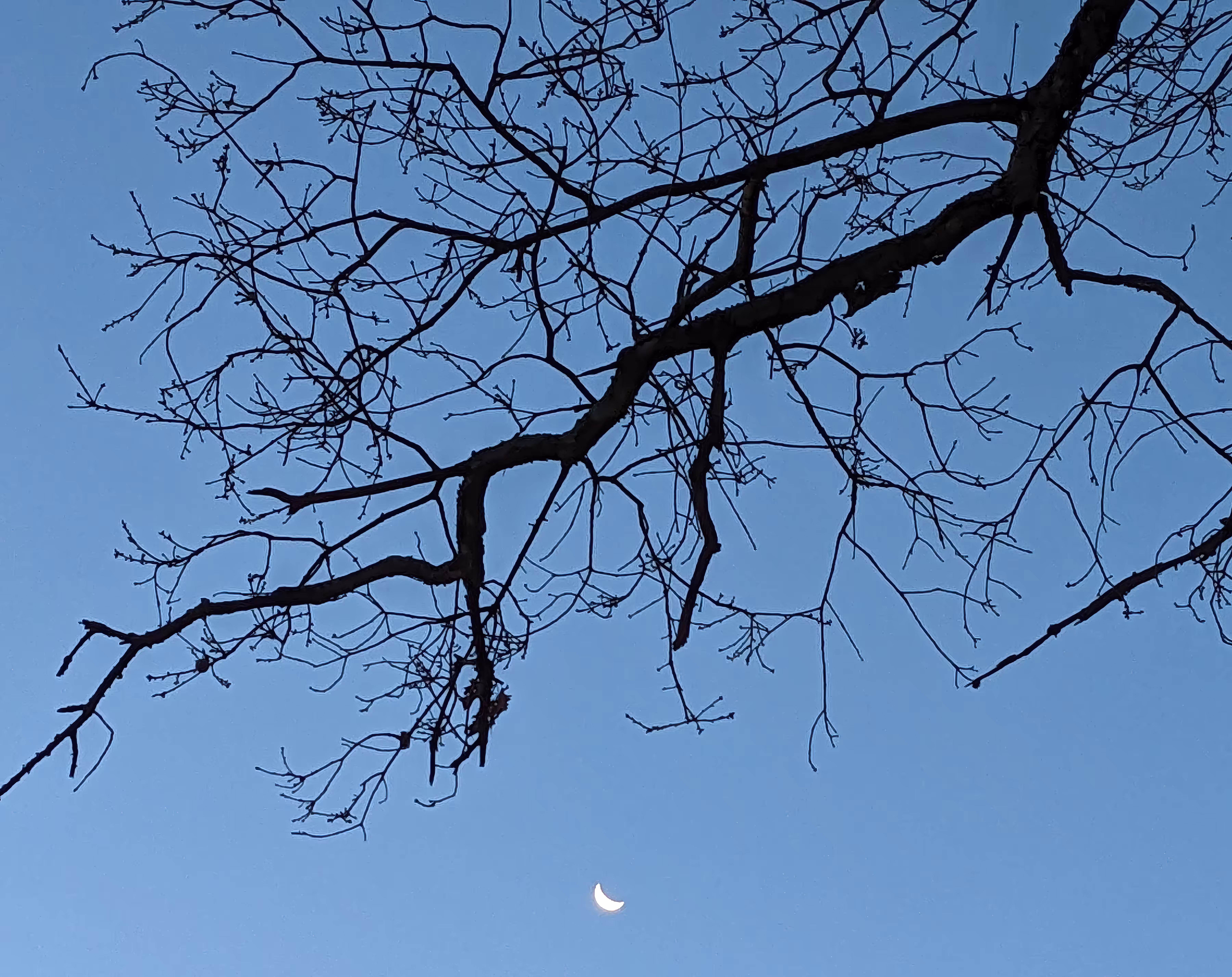 Haunted Tree