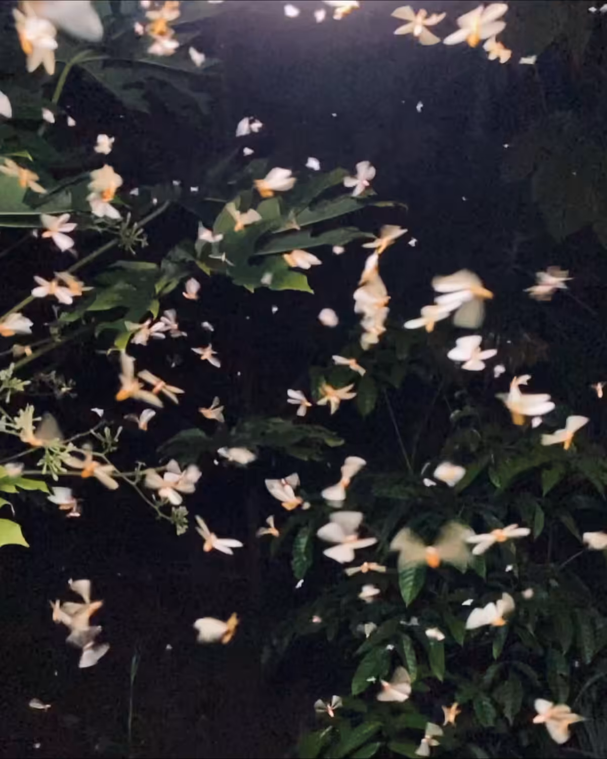 Nuptial flight