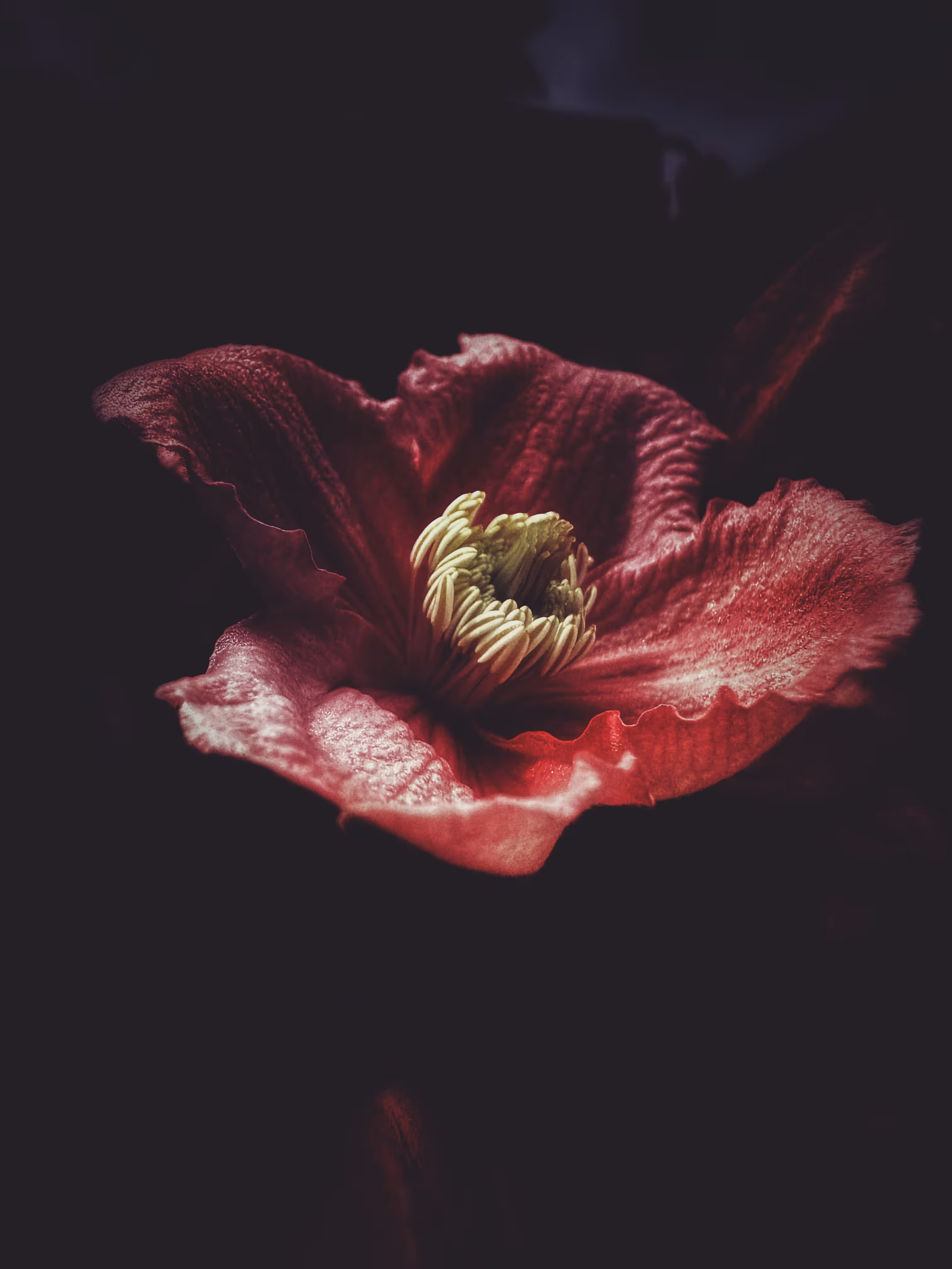 Dark Light