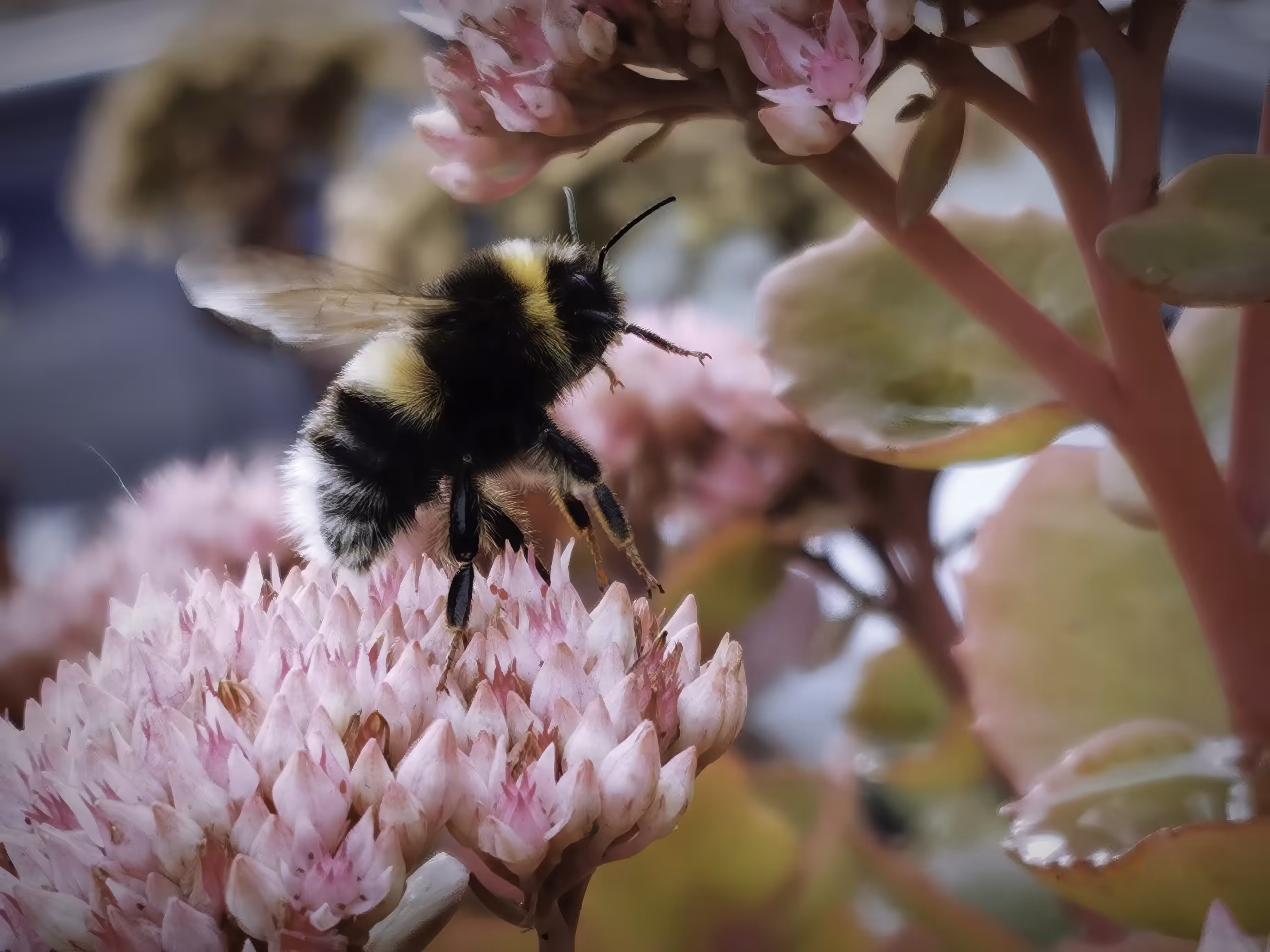 Busy Bee