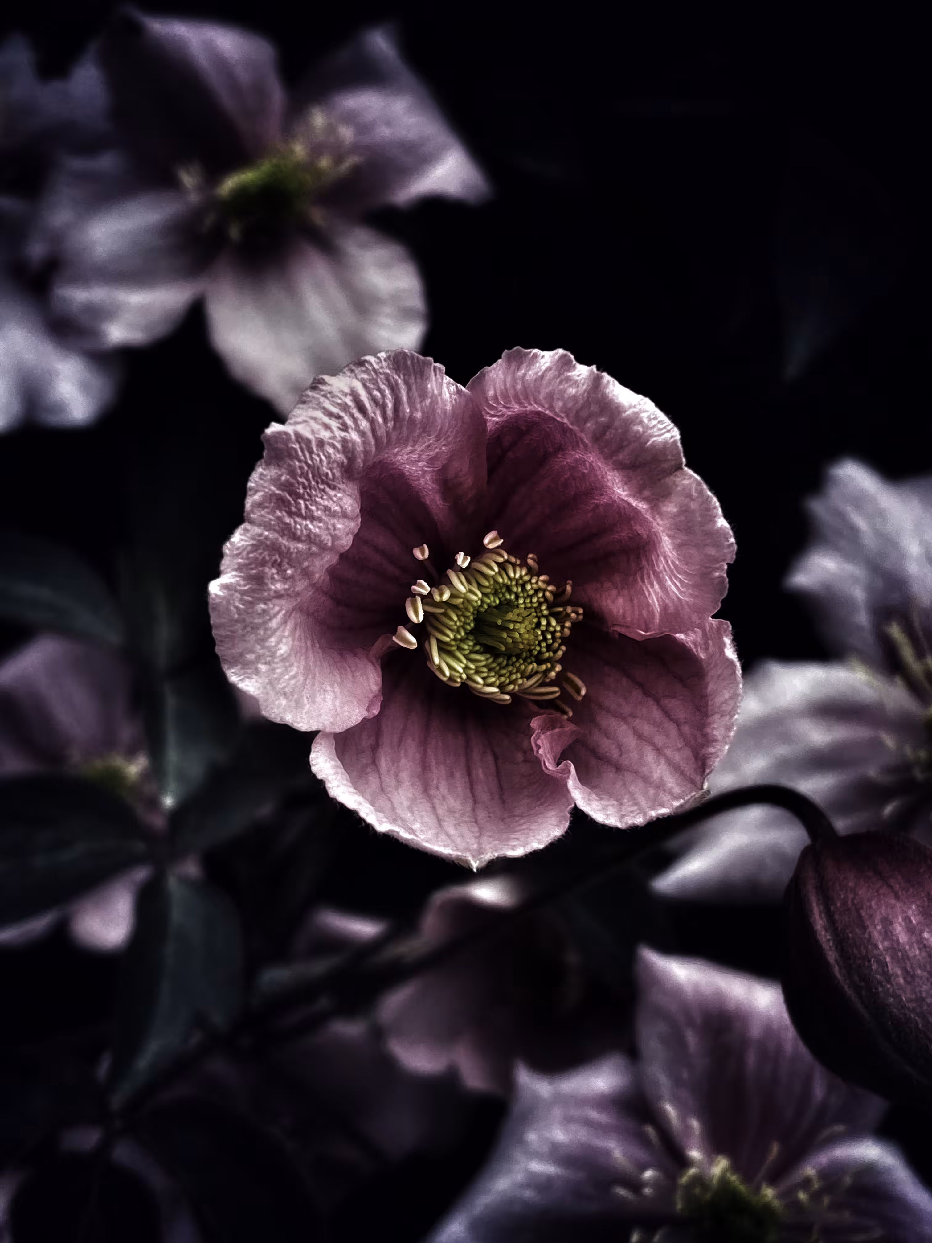 A Cup of Nightfall
