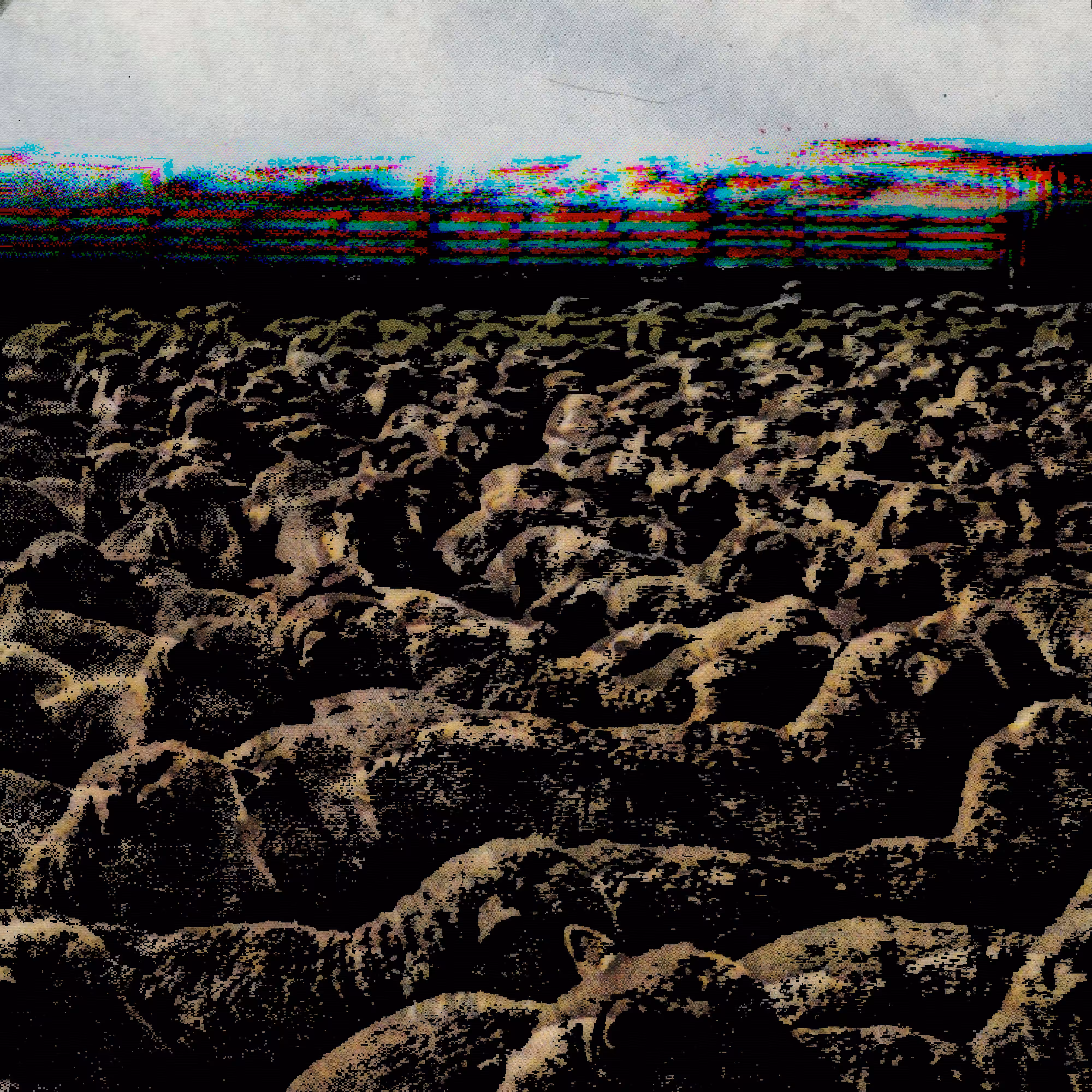 flock