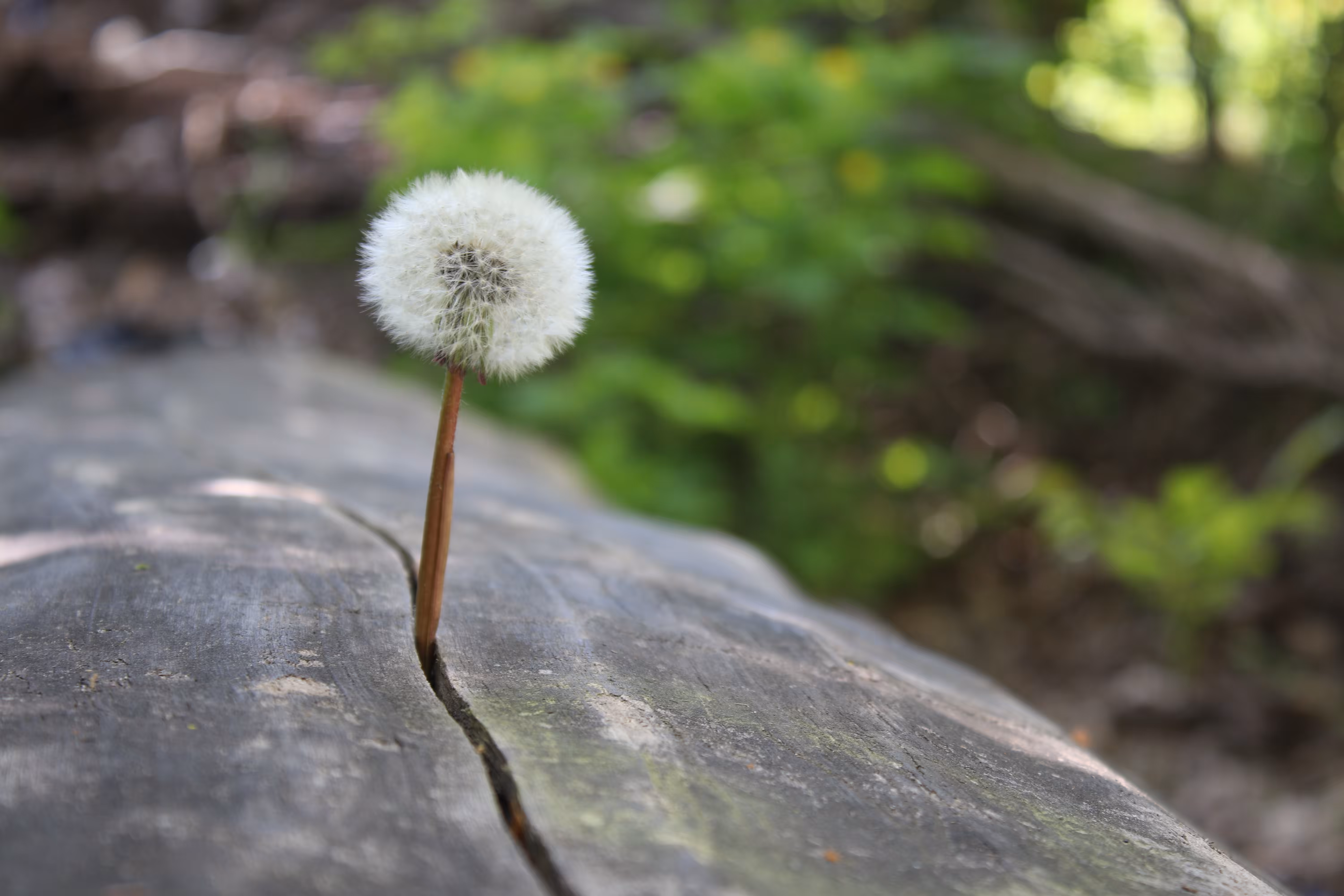Nature’s Determination
