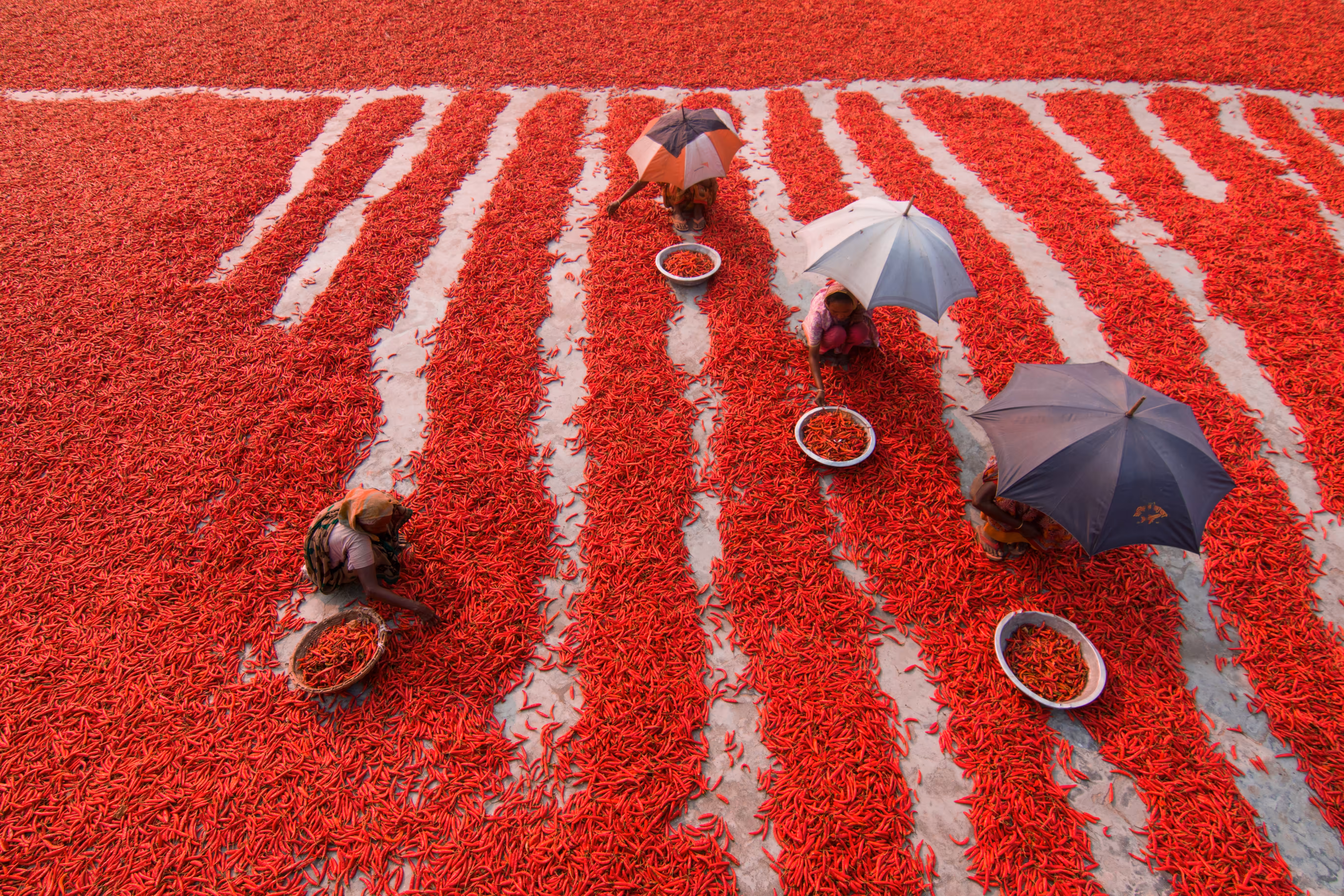 Red Chilies Pickers #3